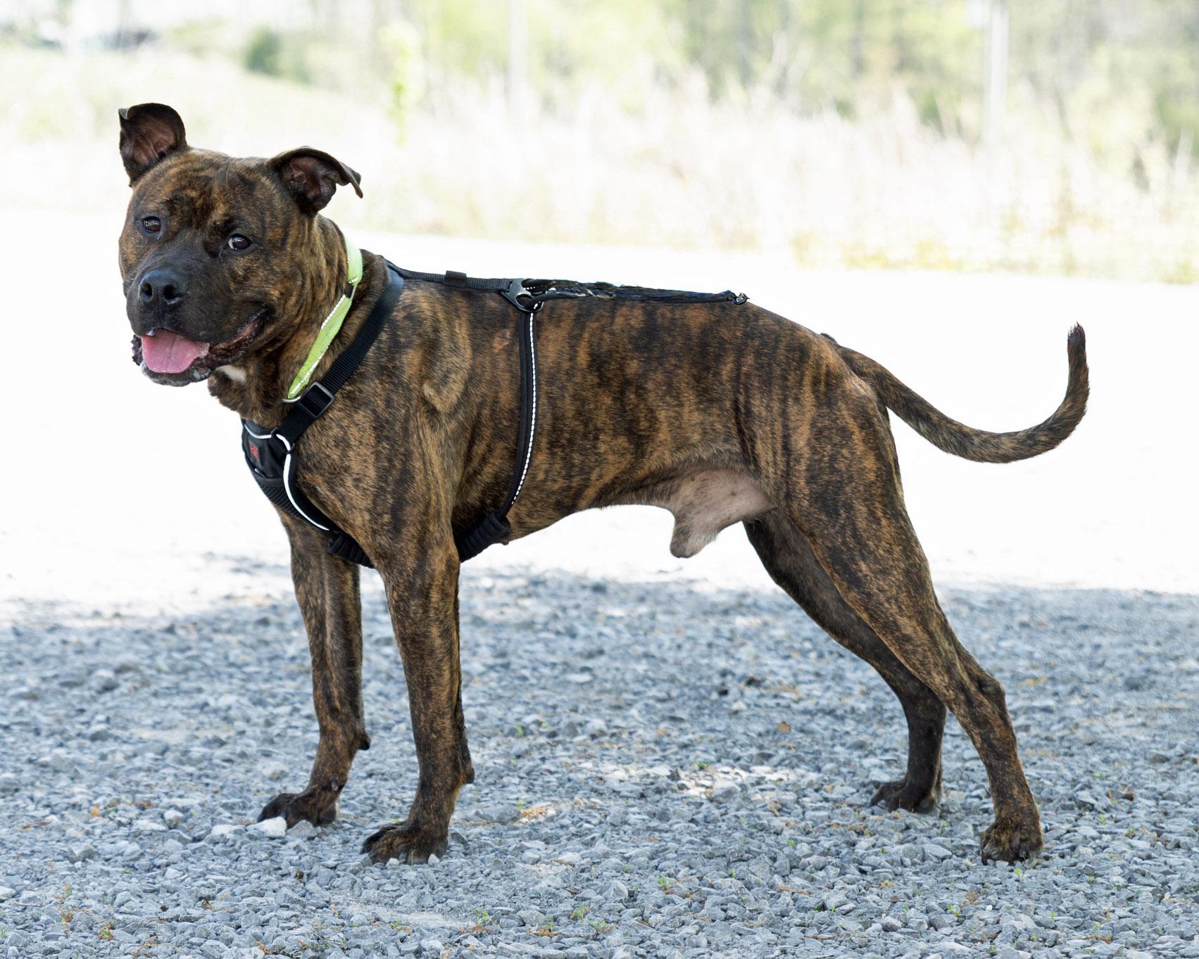 Enlarge Patrick, a ADOPTABLE mixed breed in Lebanon, TN image 6/6