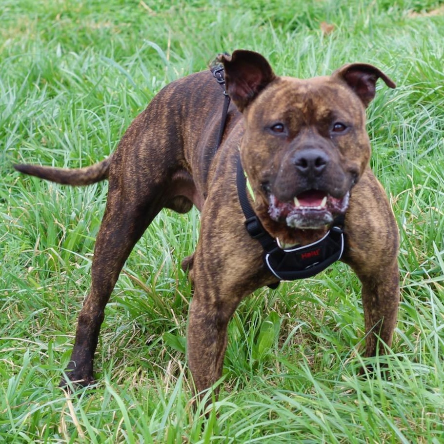 Enlarge Patrick, a ADOPTABLE mixed breed in Lebanon, TN image 4/6