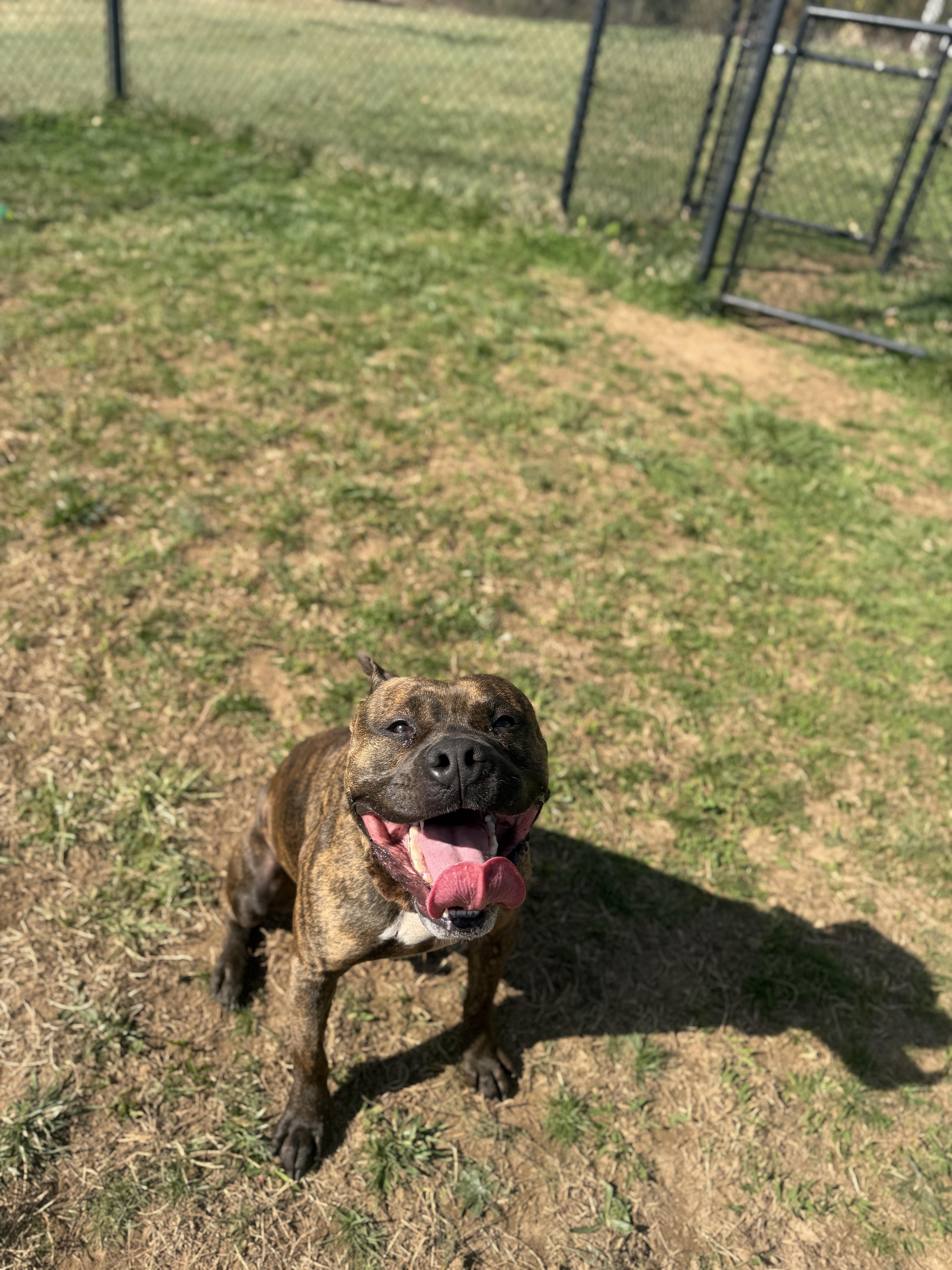 Enlarge Patrick, a ADOPTABLE mixed breed in Lebanon, TN image 2/4