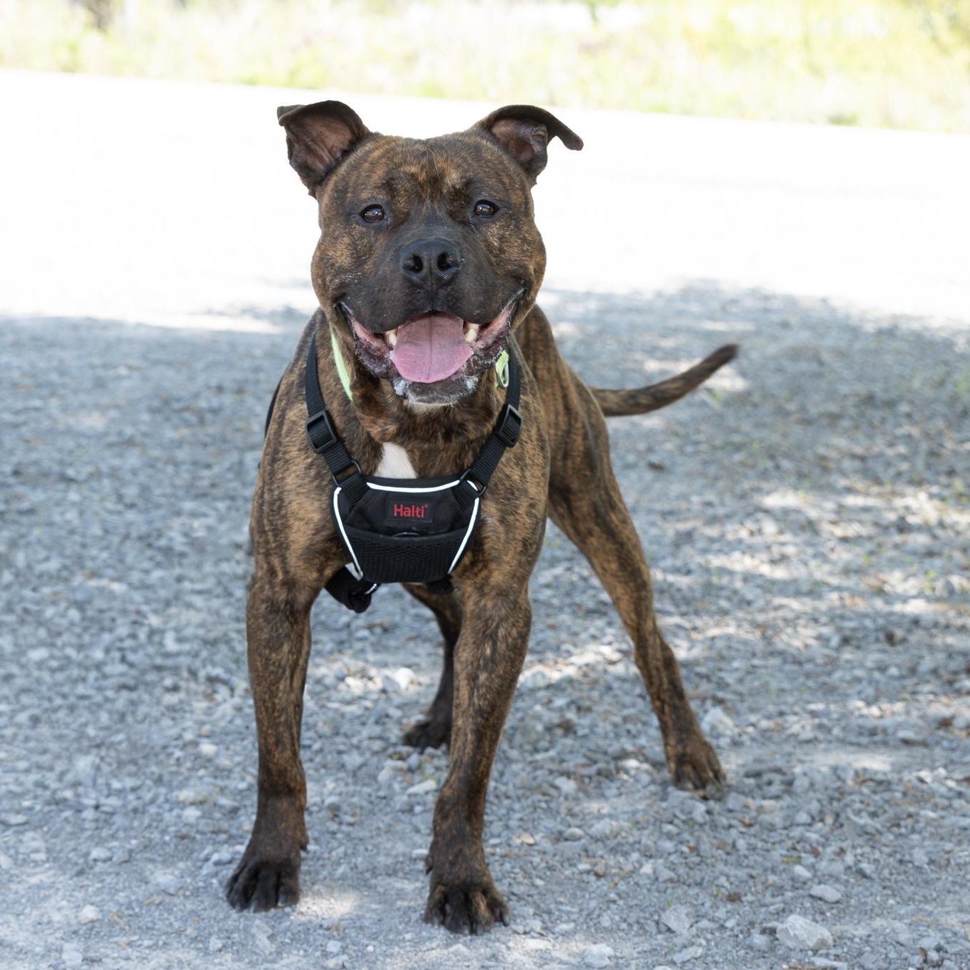 Enlarge Patrick, a ADOPTABLE mixed breed in Lebanon, TN image 4/6