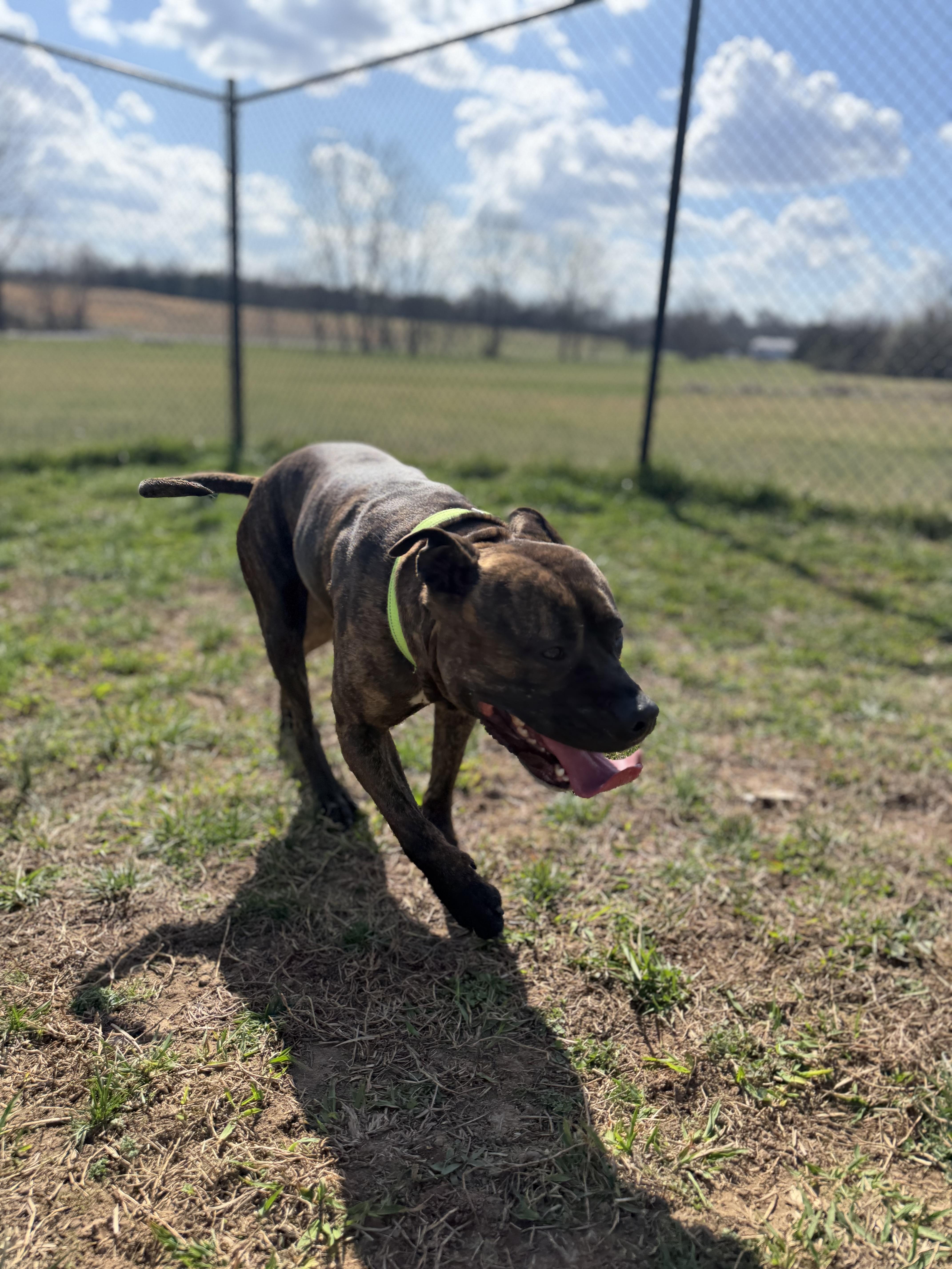 Enlarge Patrick, a ADOPTABLE mixed breed in Lebanon, TN image 4/4