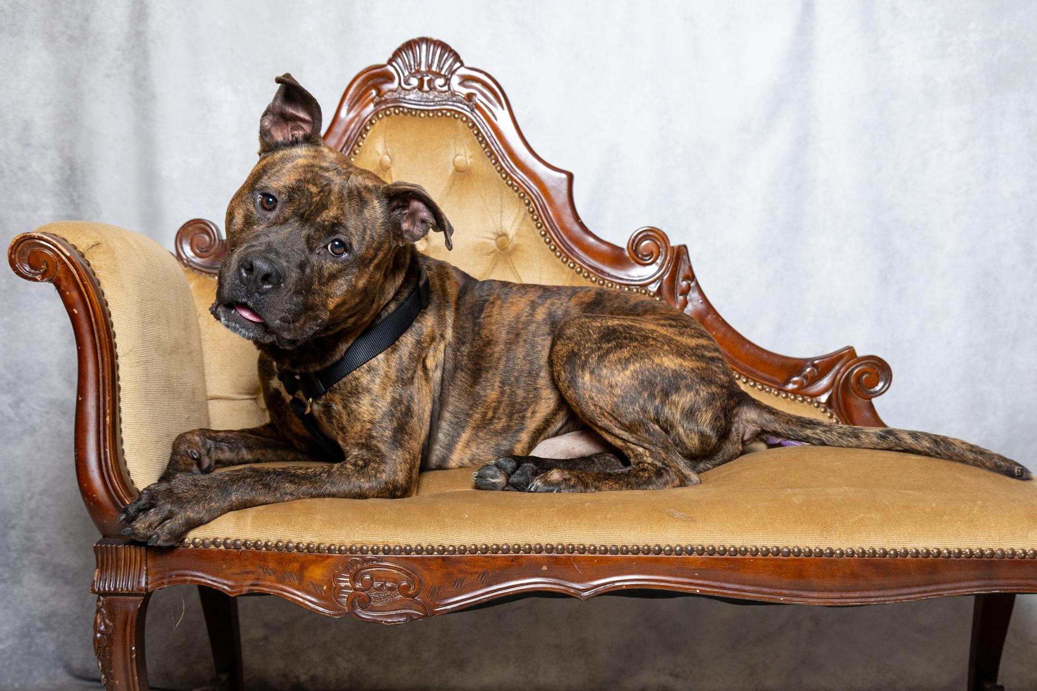 Enlarge Patrick, a ADOPTABLE mixed breed in Lebanon, TN image 1/6