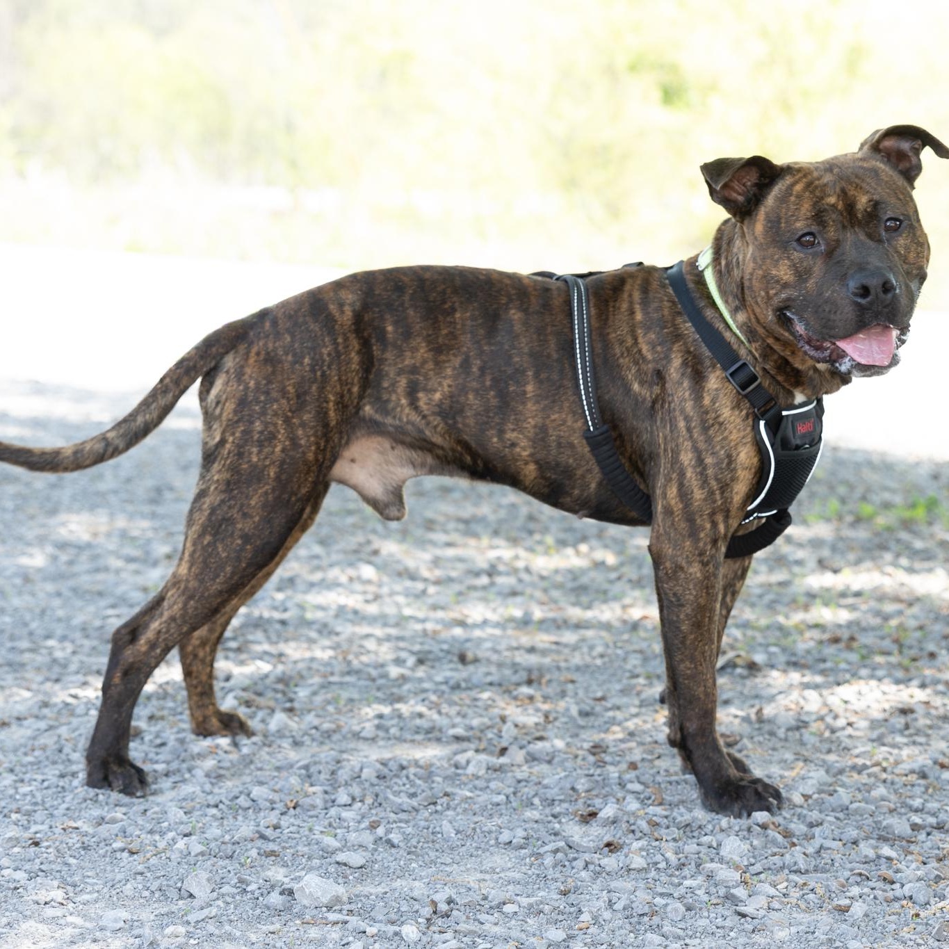 Enlarge Patrick, a ADOPTABLE mixed breed in Lebanon, TN image 3/6