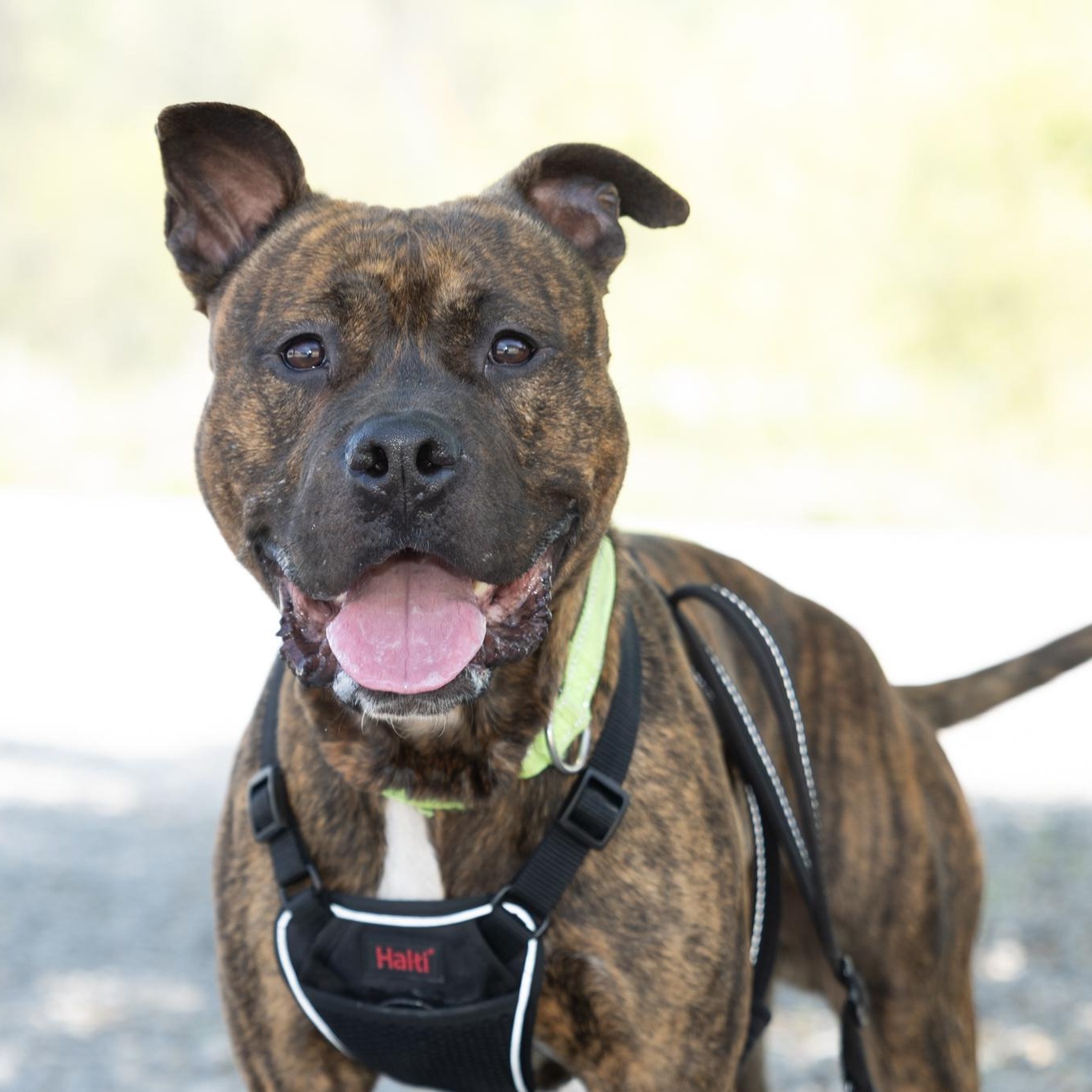 Enlarge Patrick, a ADOPTABLE mixed breed in Lebanon, TN image 2/6