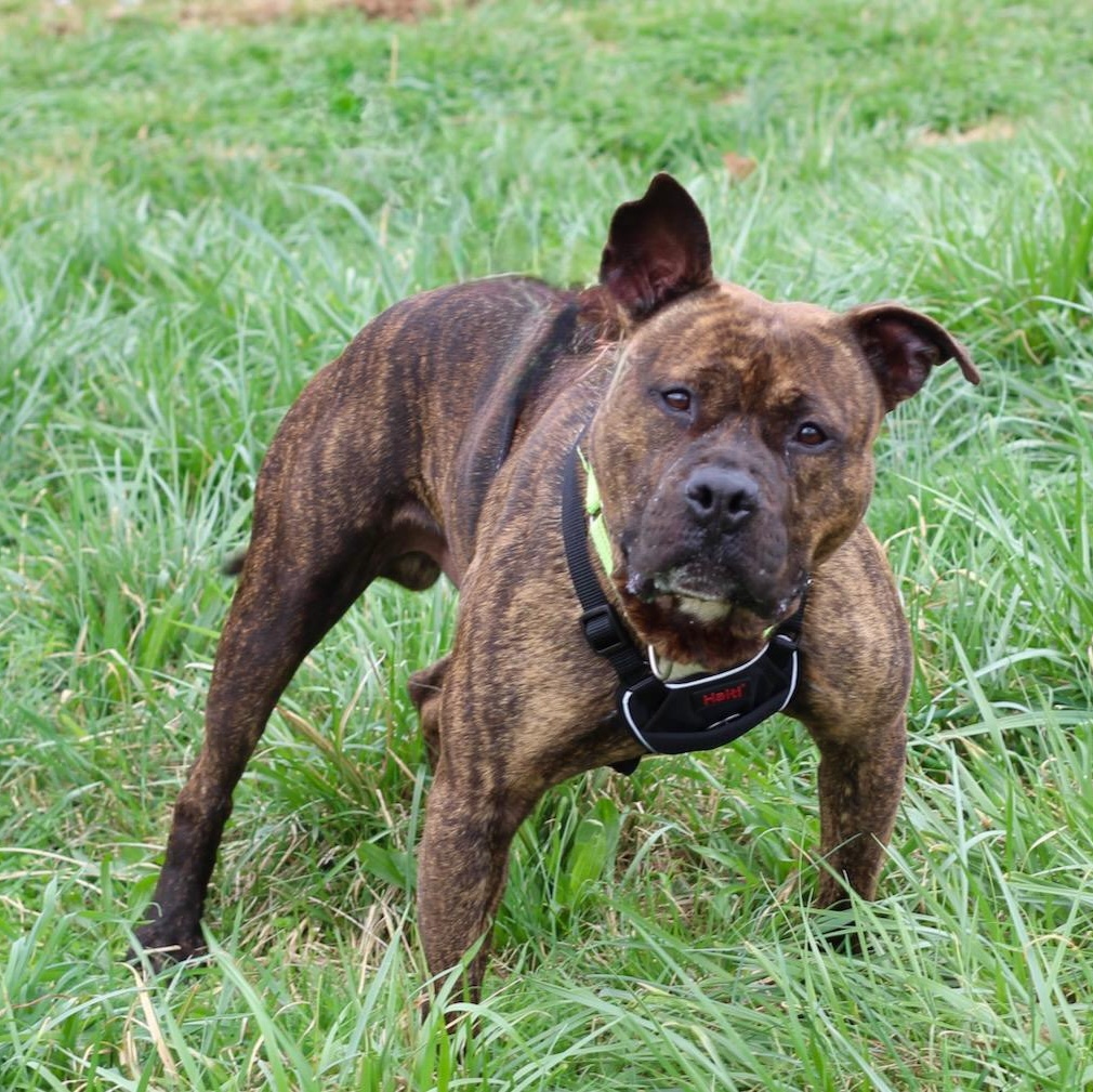 Enlarge Patrick, a ADOPTABLE mixed breed in Lebanon, TN image 3/6