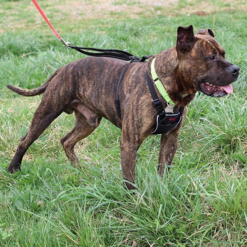 Enlarge Patrick, a ADOPTABLE mixed breed in Lebanon, TN image 6/6