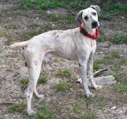 Pablo Rodriguez, adopted, Adult Male English Pointer & Foxhound.