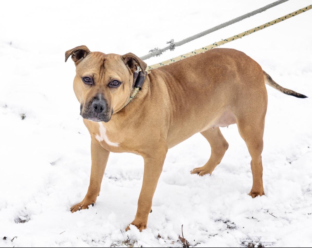 Enlarge Skye, a Adoptable mixed breed in Steger, IL image 4/5