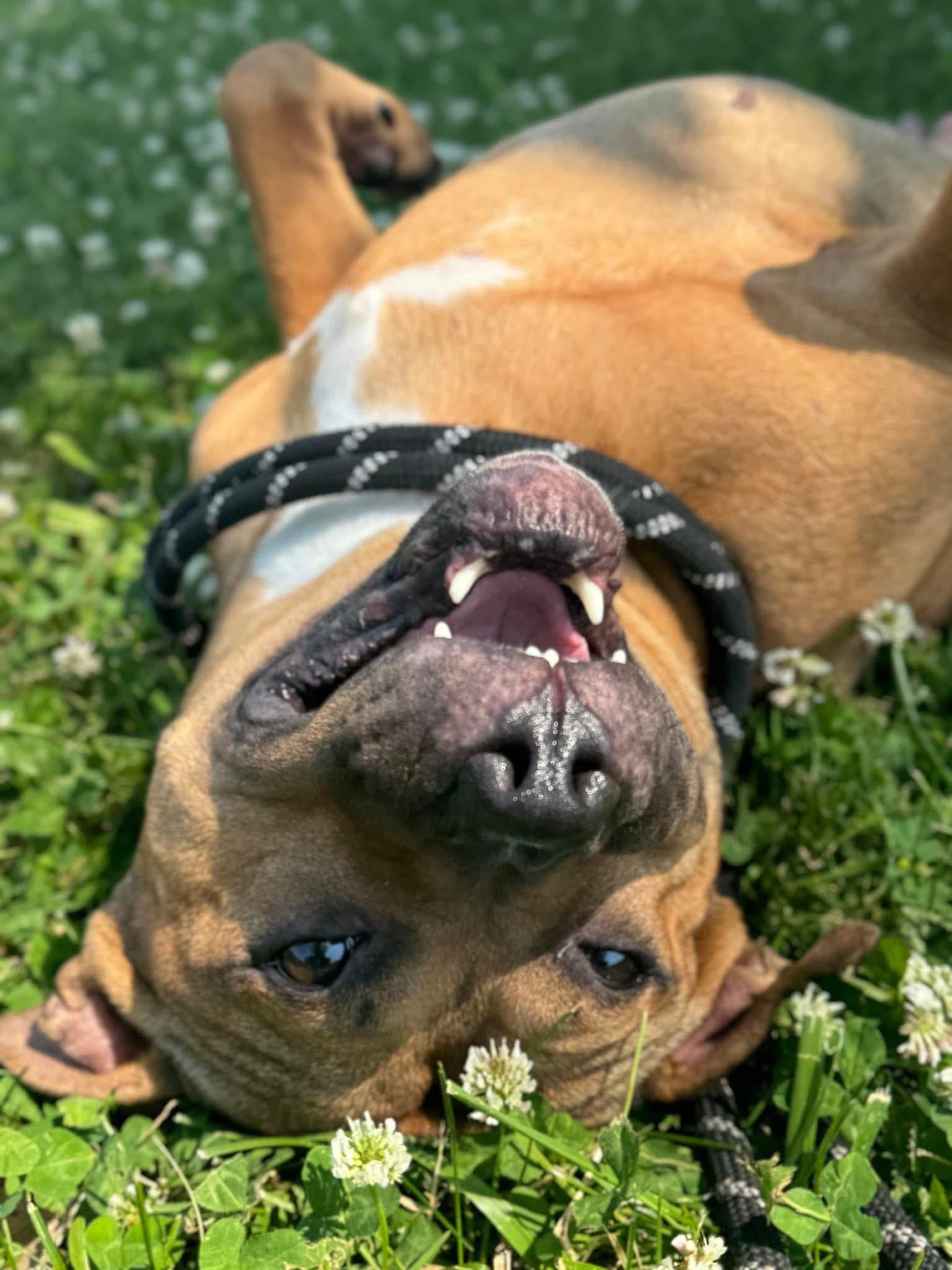 Enlarge Skye, a Adoptable mixed breed in Steger, IL image 2/5