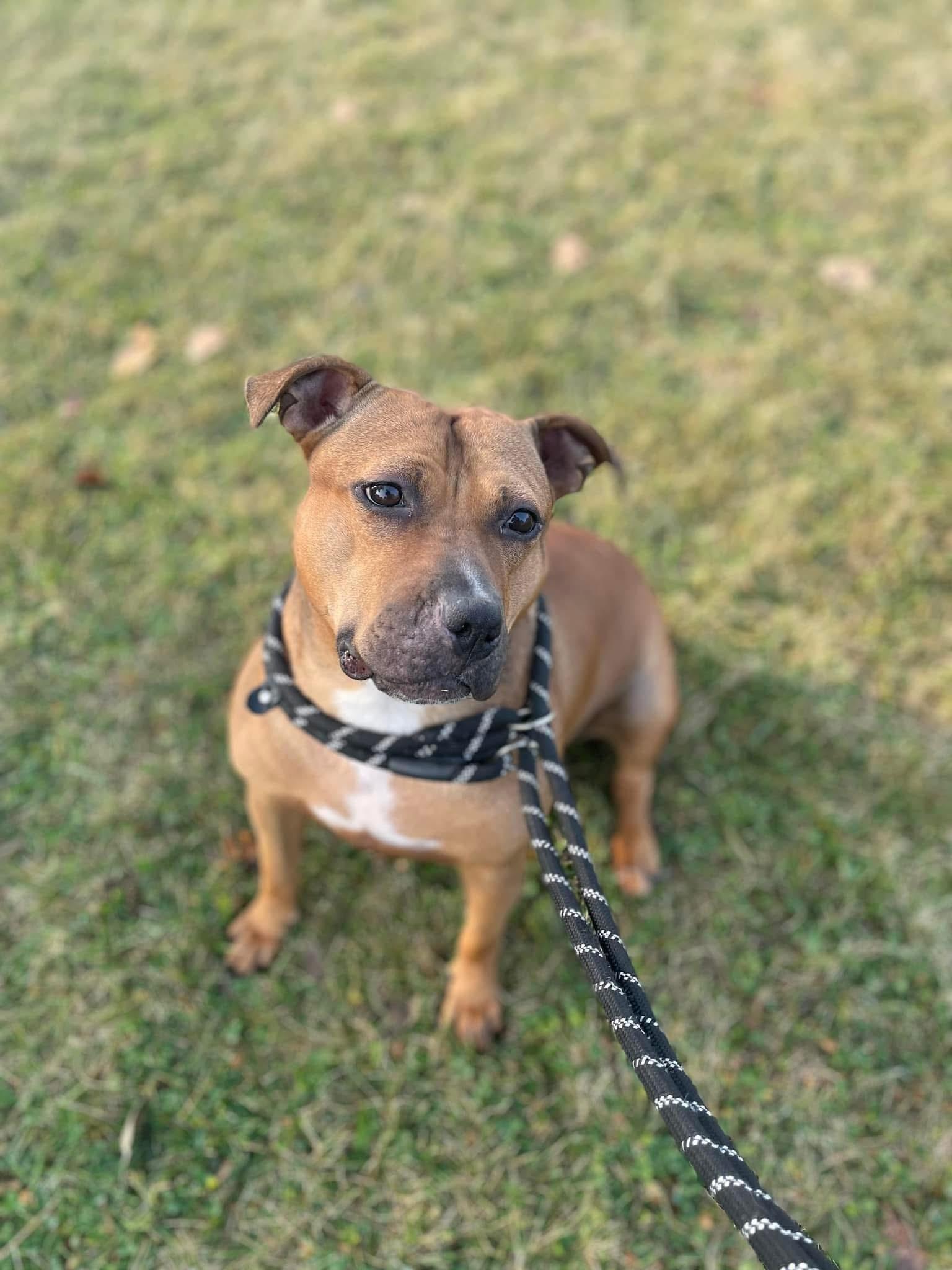 Enlarge Skye, a Adoptable mixed breed in Steger, IL image 5/5