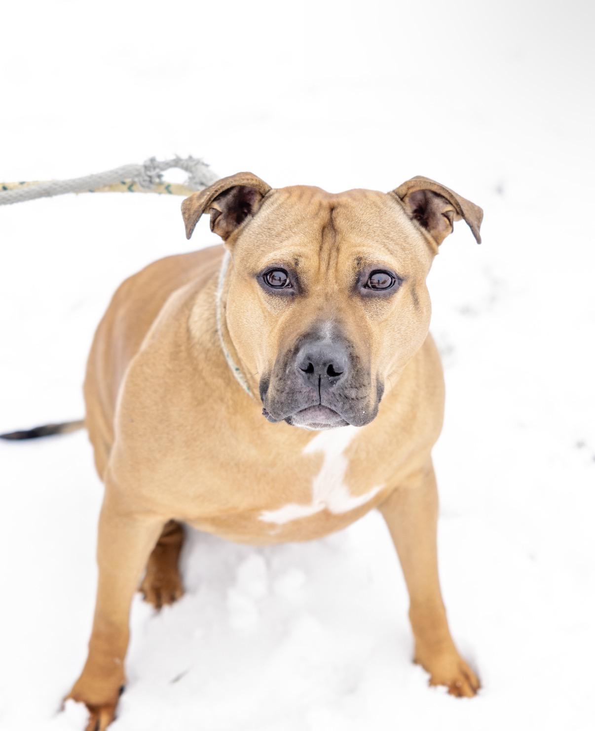 Enlarge Skye, a Adoptable mixed breed in Steger, IL image 5/5