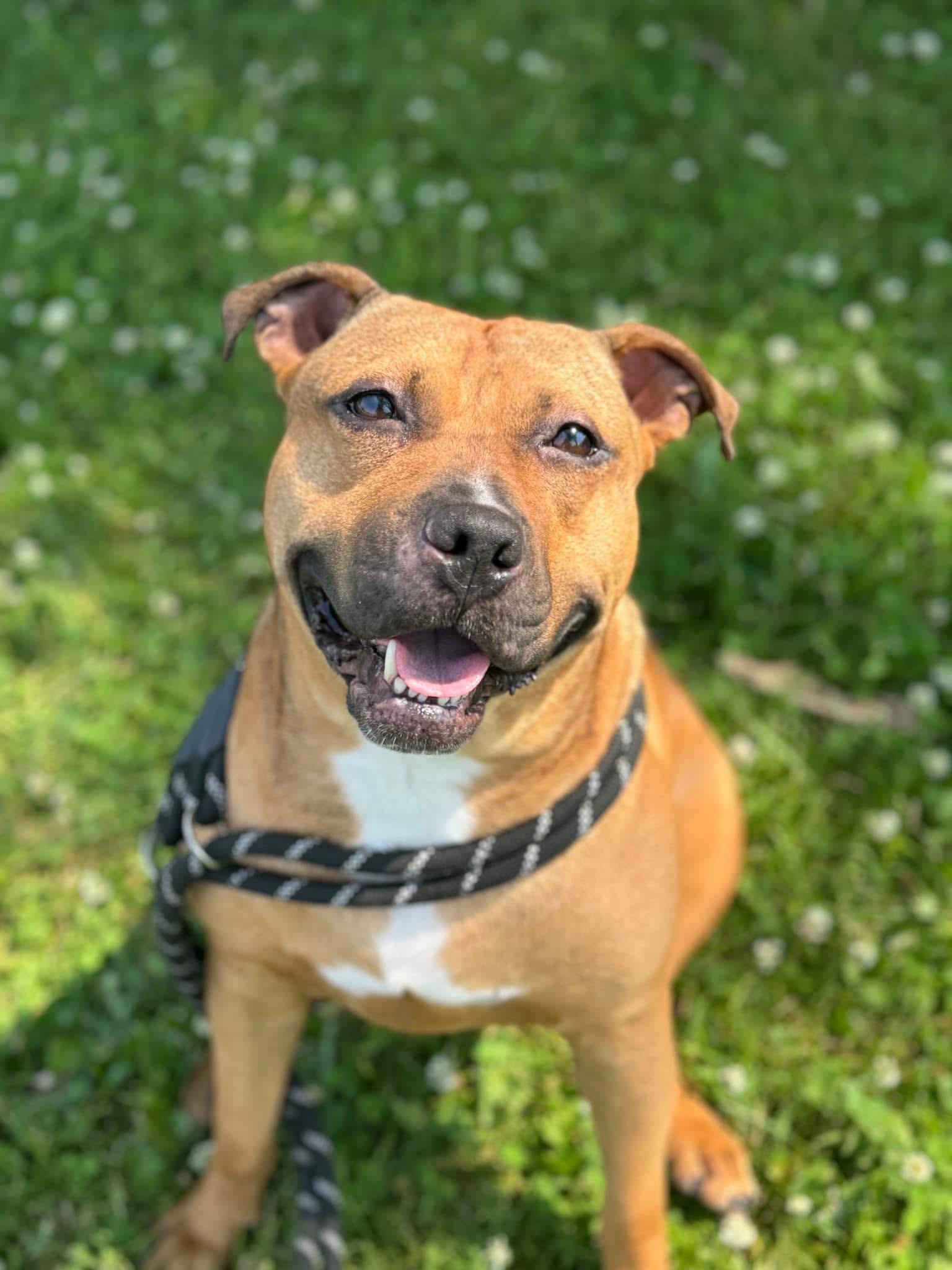 Skye, Adoptable, Adult Female Pit Bull Terrier & Pug.