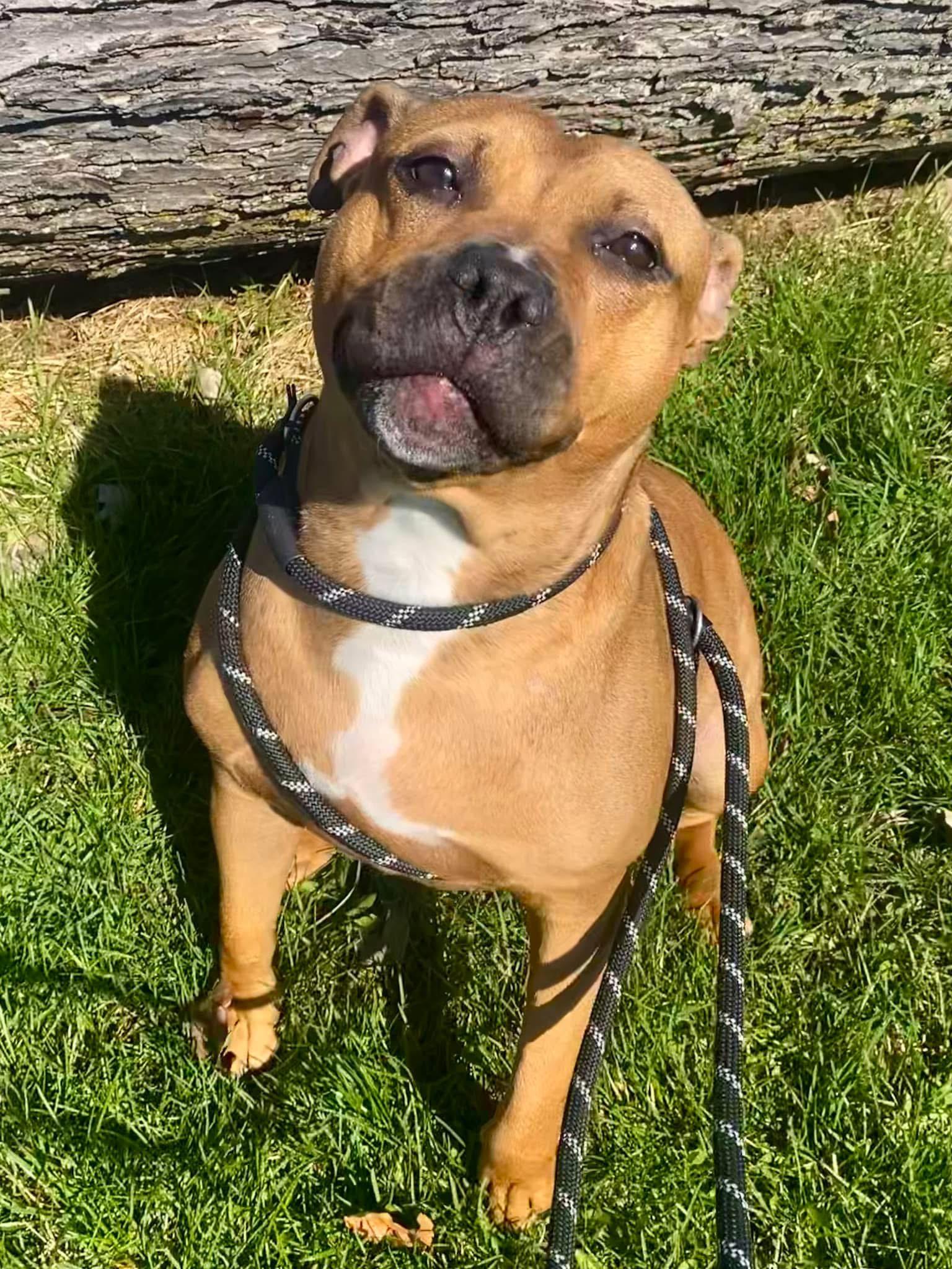 Enlarge Skye, a Adoptable mixed breed in Steger, IL image 4/5