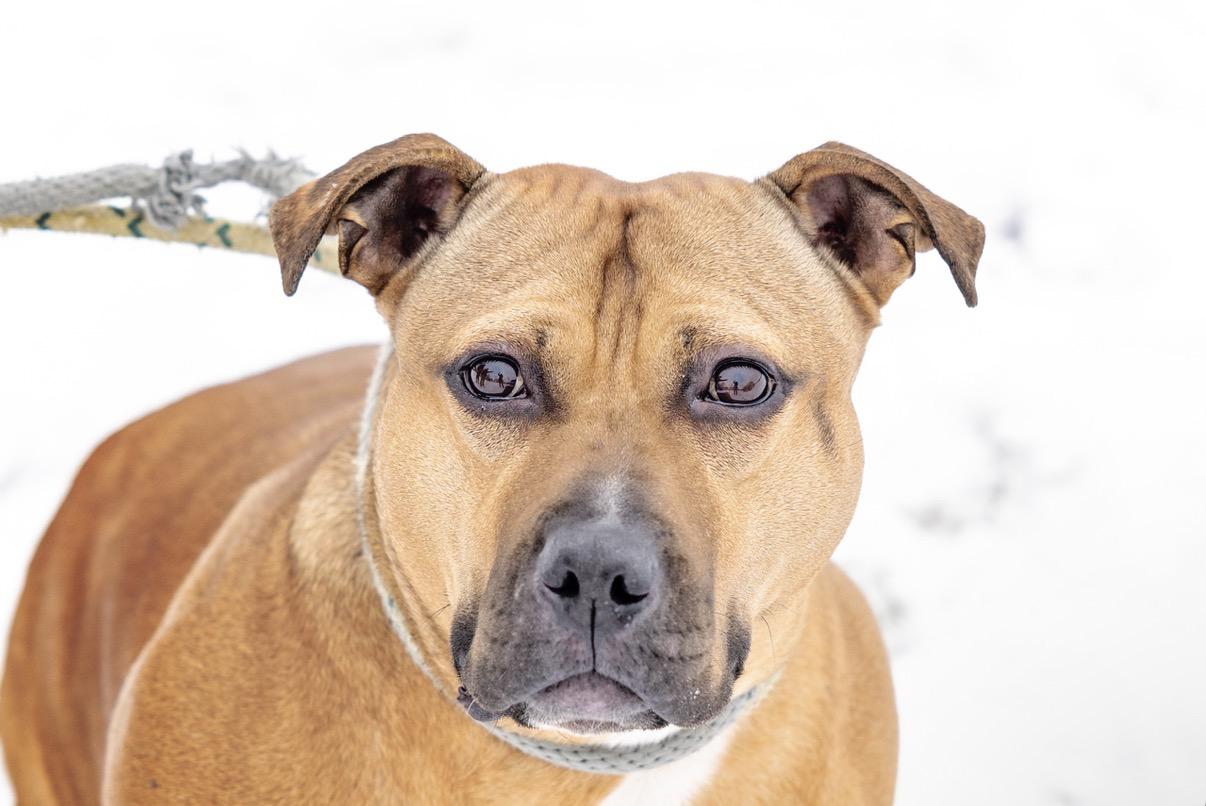 Enlarge Skye, a Adoptable mixed breed in Steger, IL image 1/5