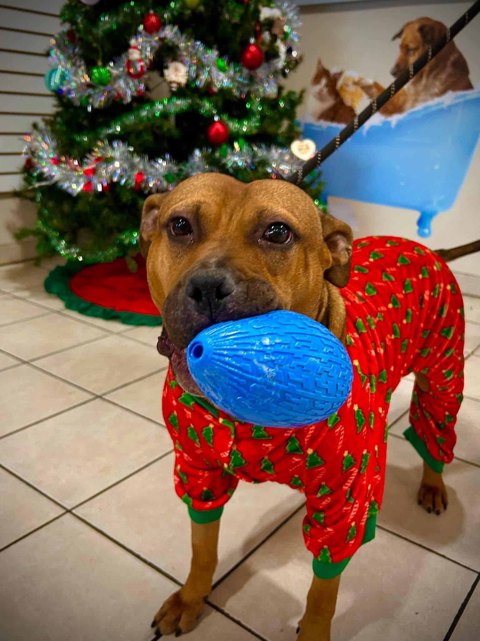 Enlarge Skye, a Adoptable mixed breed in Steger, IL image 3/5