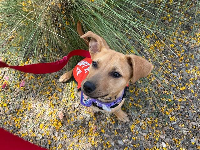 Enlarge MARIE, a Adoptable mixed breed in Phoenix, AZ image 1/1