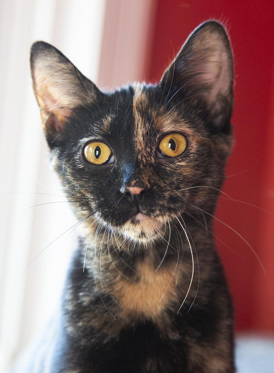 Gigi (& Mimi), Adopted, Kitten Female Domestic Short Hair.