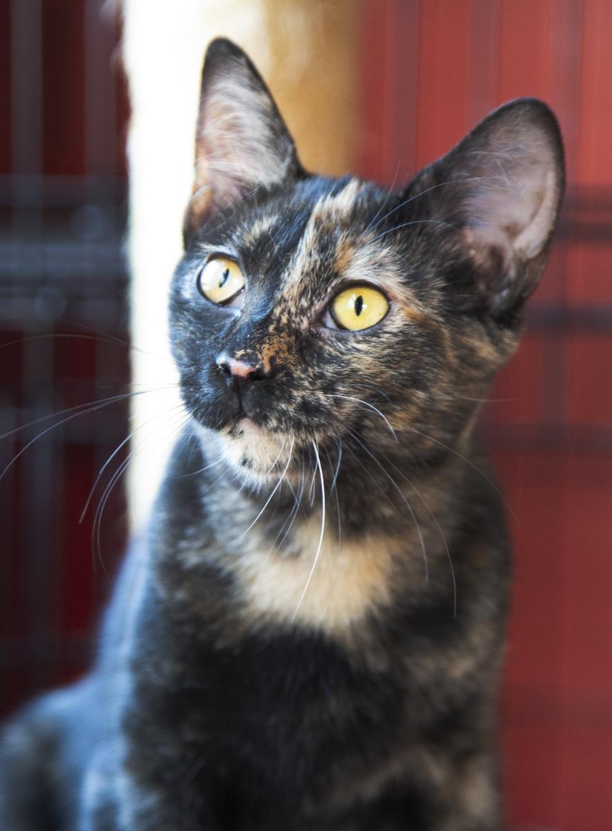 Gigi (& Mimi), Adopted, Kitten Female Domestic Short Hair.