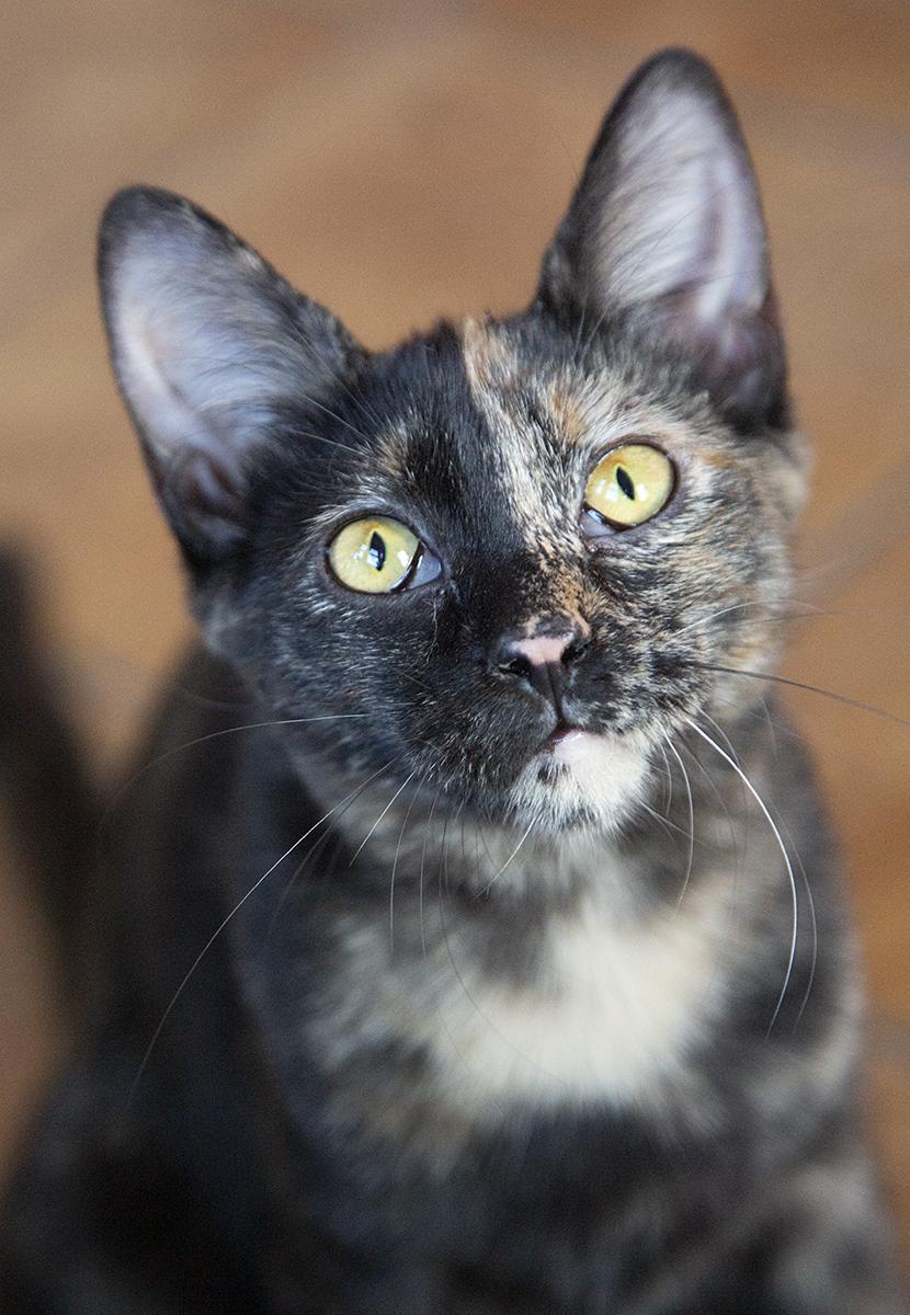 Enlarge Gigi (& Mimi), a Adopted Domestic Short Hair in Chicago, IL image 3/6