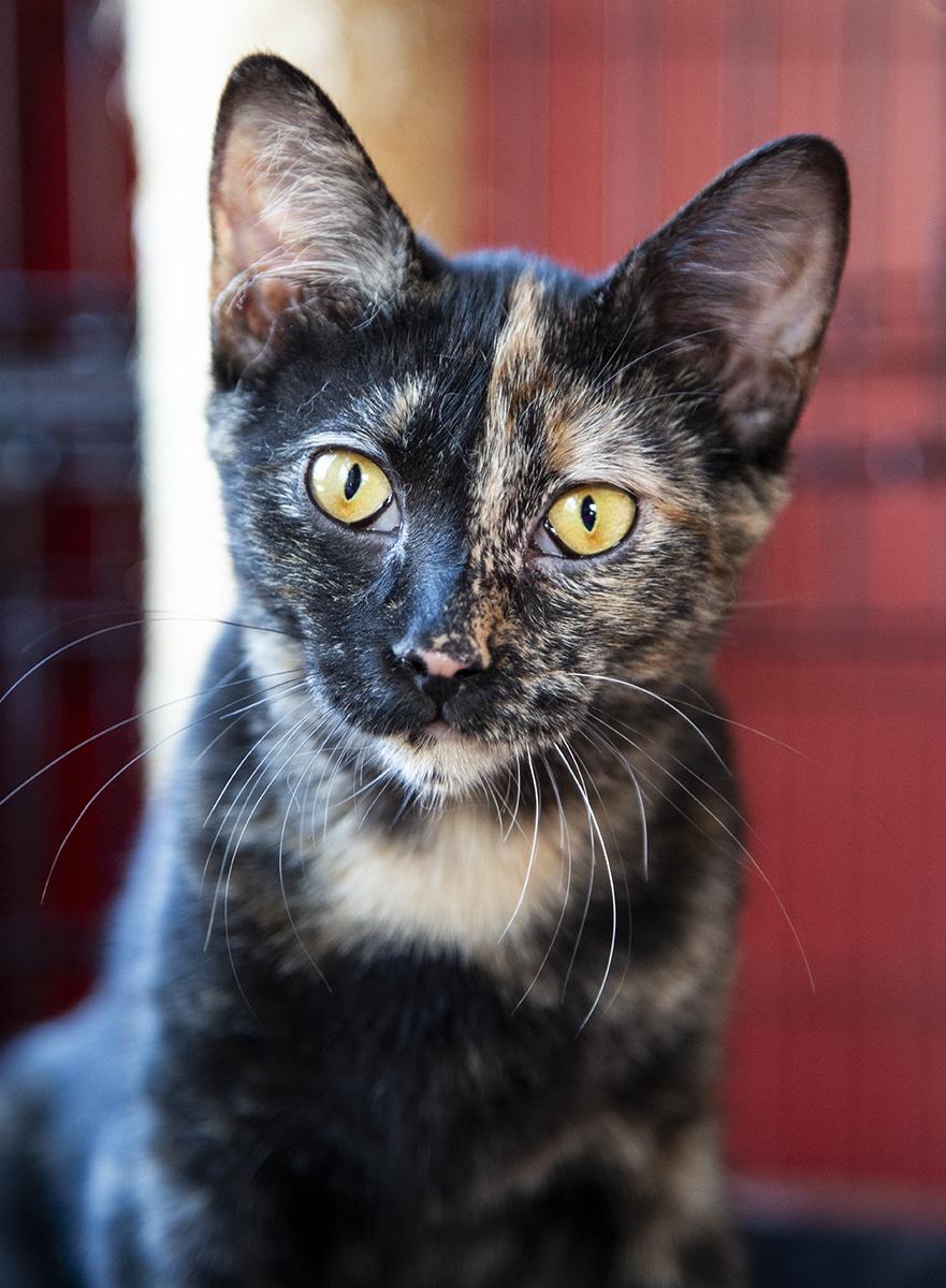 Enlarge Gigi (& Mimi), a Adopted Domestic Short Hair in Chicago, IL image 4/6