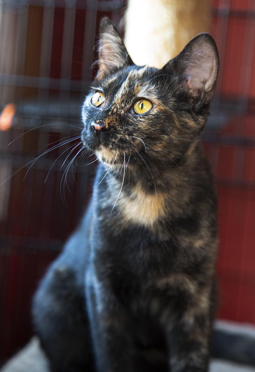 Enlarge Gigi (& Mimi), a Adopted Domestic Short Hair in Chicago, IL image 5/6