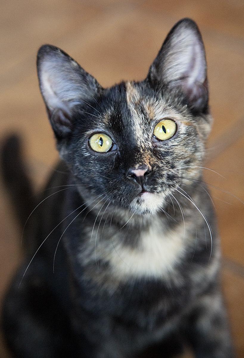 Gigi (& Mimi), Adopted, Kitten Female Domestic Short Hair.