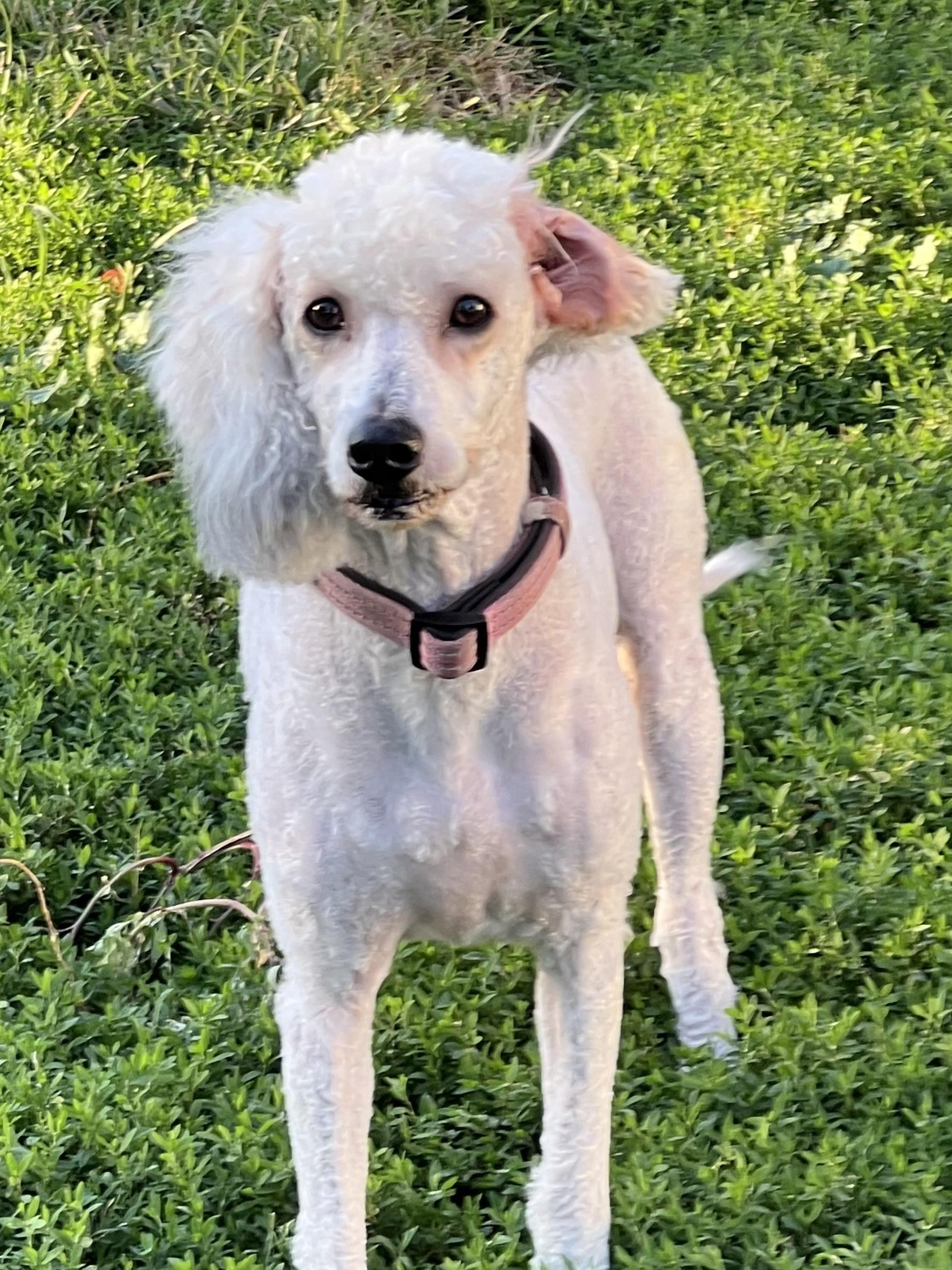 Enlarge Nynaeve, a ADOPTABLE mixed breed in Eaton Rapids, MI image 3/6