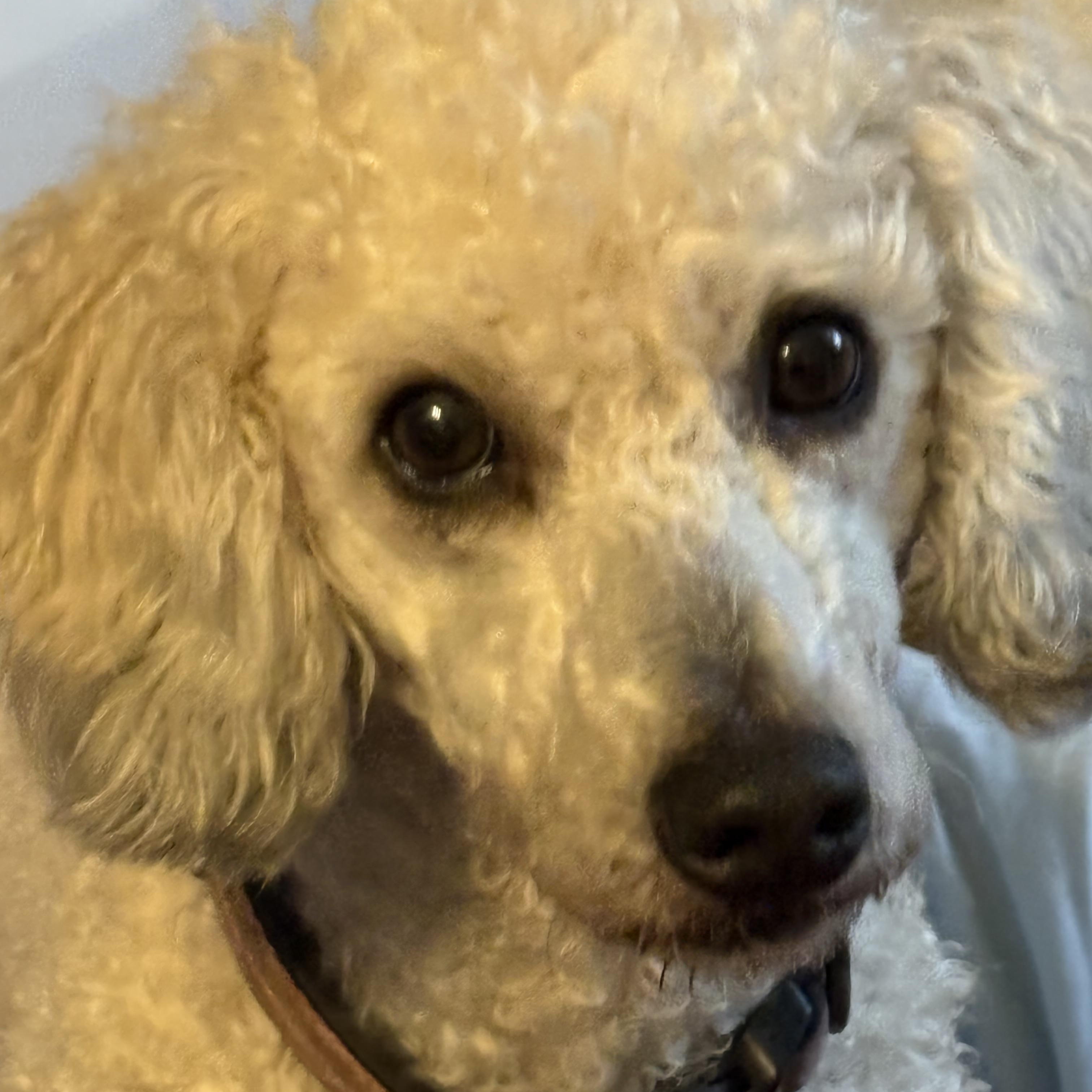 Nynaeve, ADOPTABLE, Adult Female Bernadoodle.