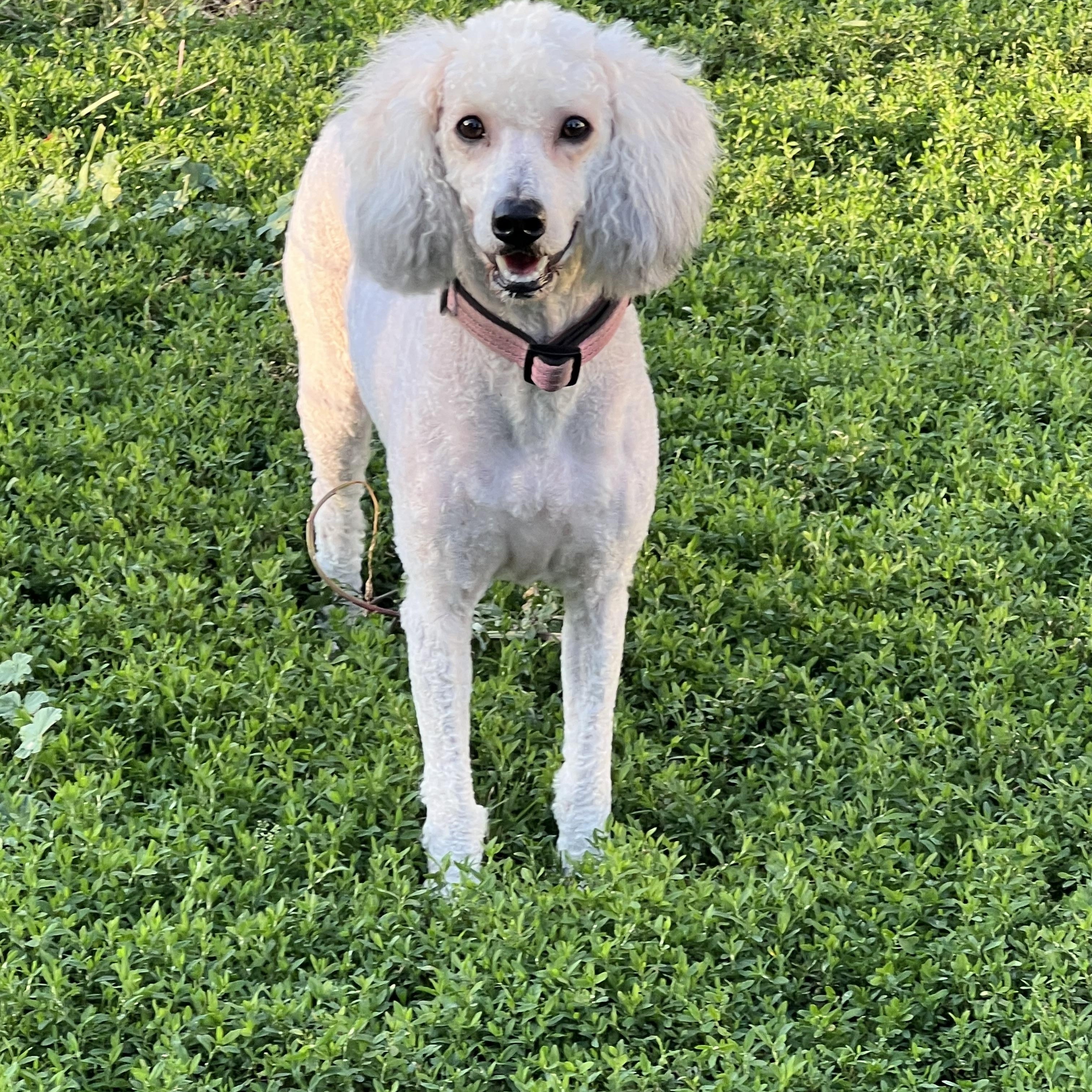 Enlarge Nynaeve, a ADOPTABLE mixed breed in Eaton Rapids, MI image 4/6