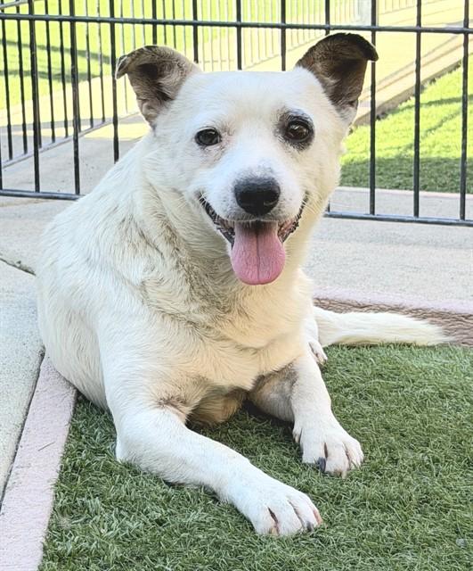 BIG TONY, Adoptable, Adult Male Chihuahua & Parson Russell Terrier.