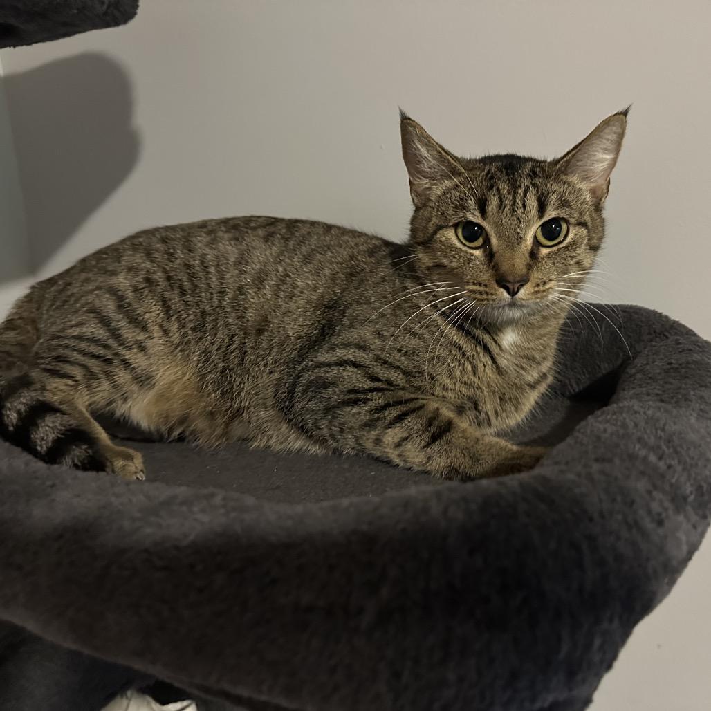 Molly, Adoptable, Adult Female Domestic Short Hair & Domestic Short Hair.