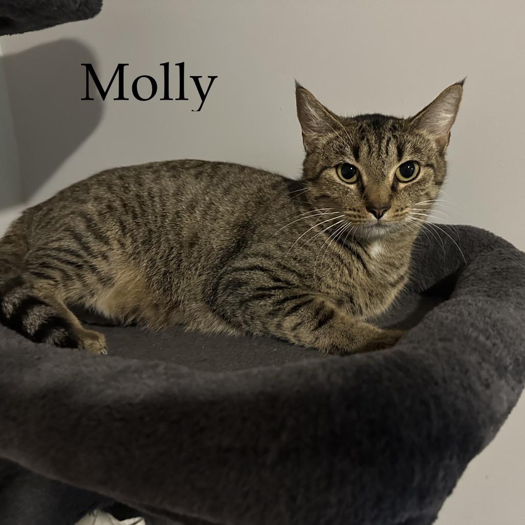 Molly, Adoptable, Adult Female Domestic Short Hair & Domestic Short Hair.