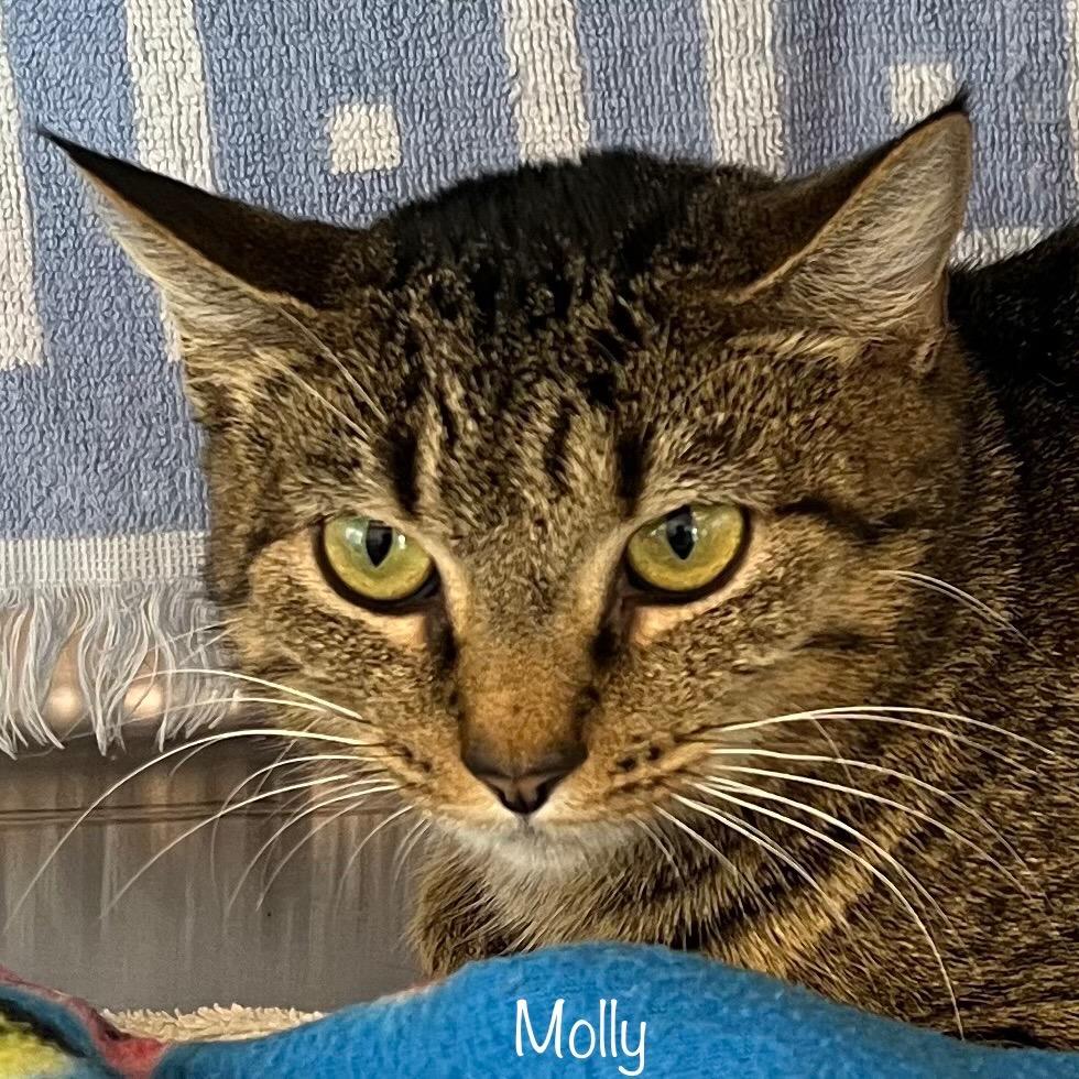 Molly, a Adoptable mixed breed in Madisonville, TN image 3/4