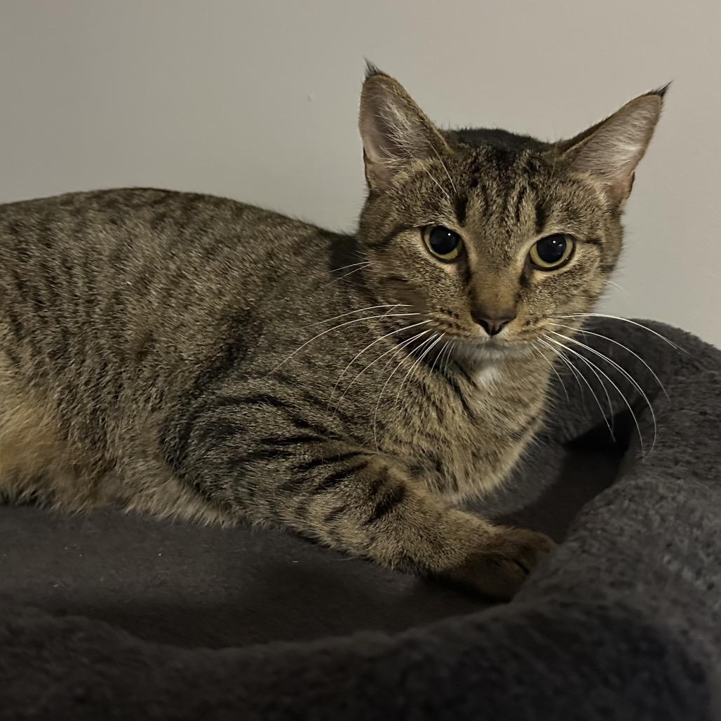 Molly, a Adoptable mixed breed in Madisonville, TN image 4/4