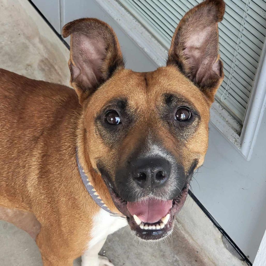 Enlarge Nala, a Adoptable mixed breed in Kings Mountain, NC image 1/6