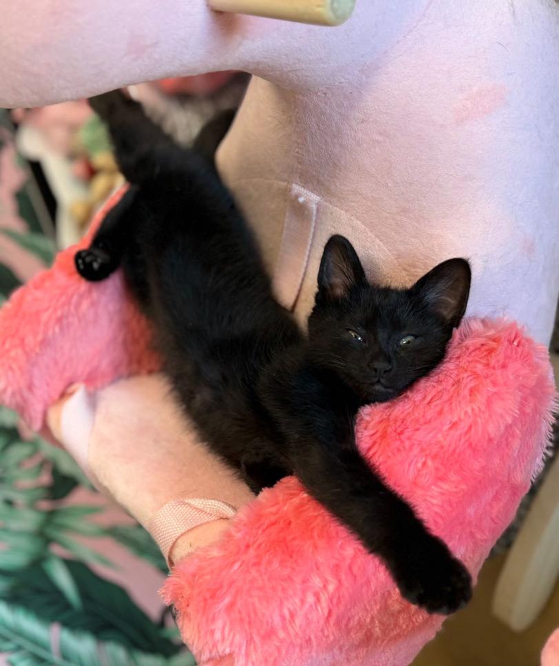 Enlarge Trey, an adopted Domestic Short Hair in Cortland, OH image 2/2