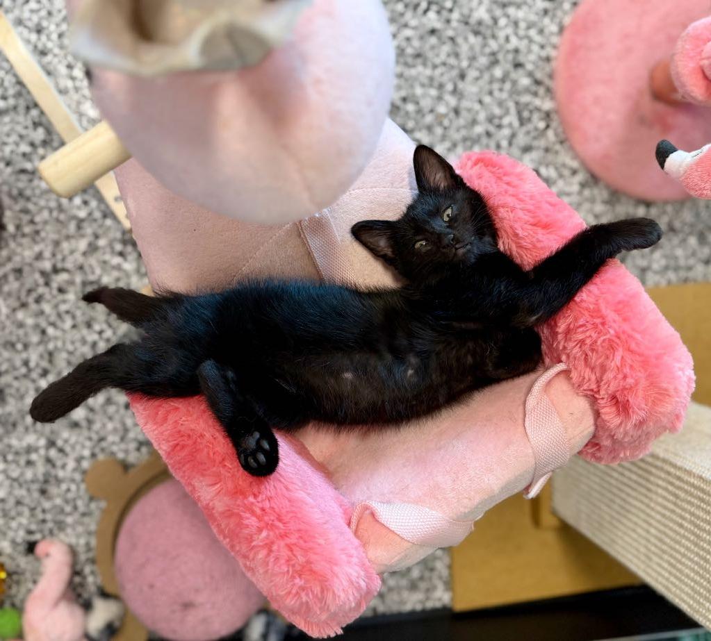 Trey, adopted, Young Male Domestic Short Hair.