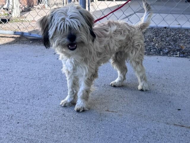 Enlarge 61858069, a Adoptable mixed breed in Elko, NV image 2/2