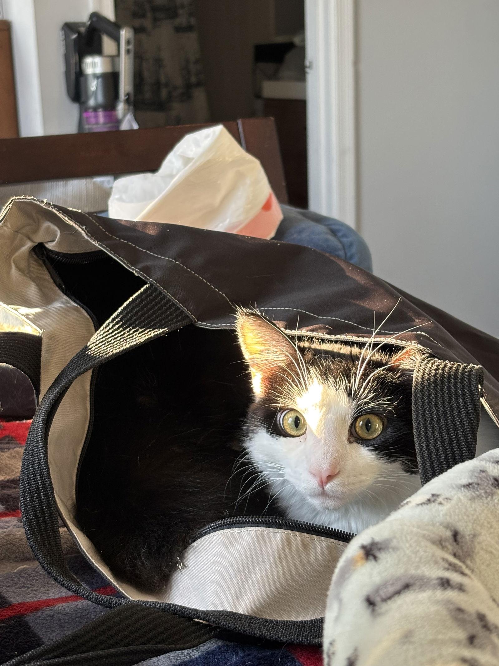 Firefly (& Gideon) bonded — thumbnail 2