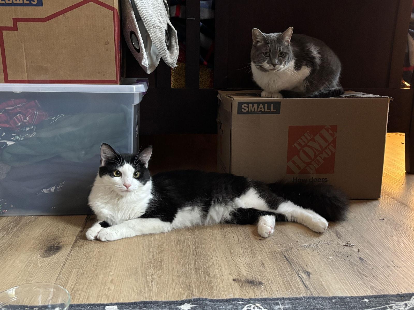 Firefly (& Gideon) bonded — thumbnail 3