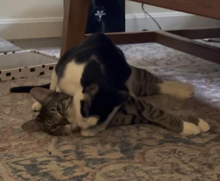 Enlarge Maxine, an adopted Domestic Short Hair in Roslindale, MA image 4/4