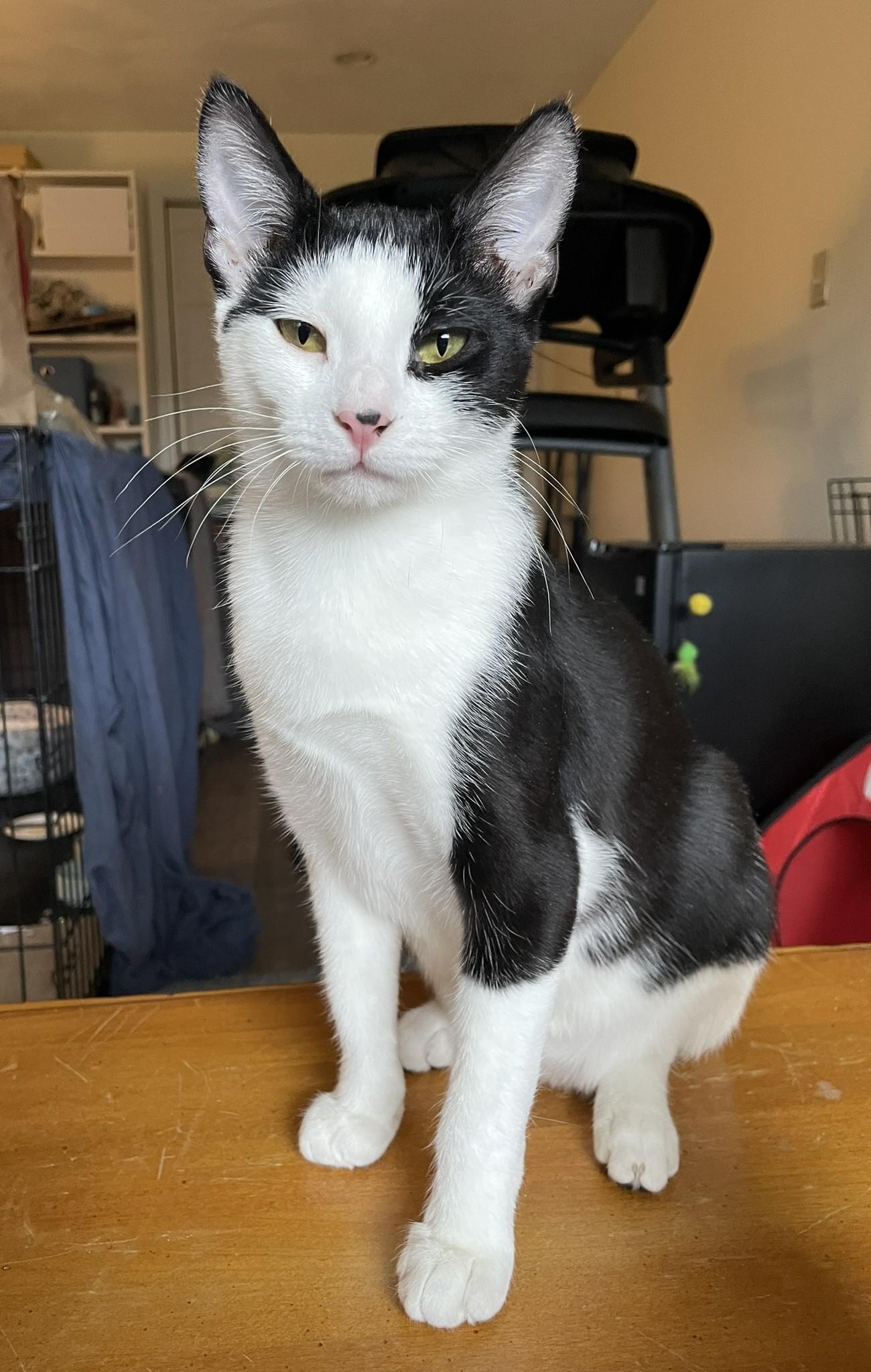 Enlarge Maxine, an adopted Domestic Short Hair in Roslindale, MA image 2/4