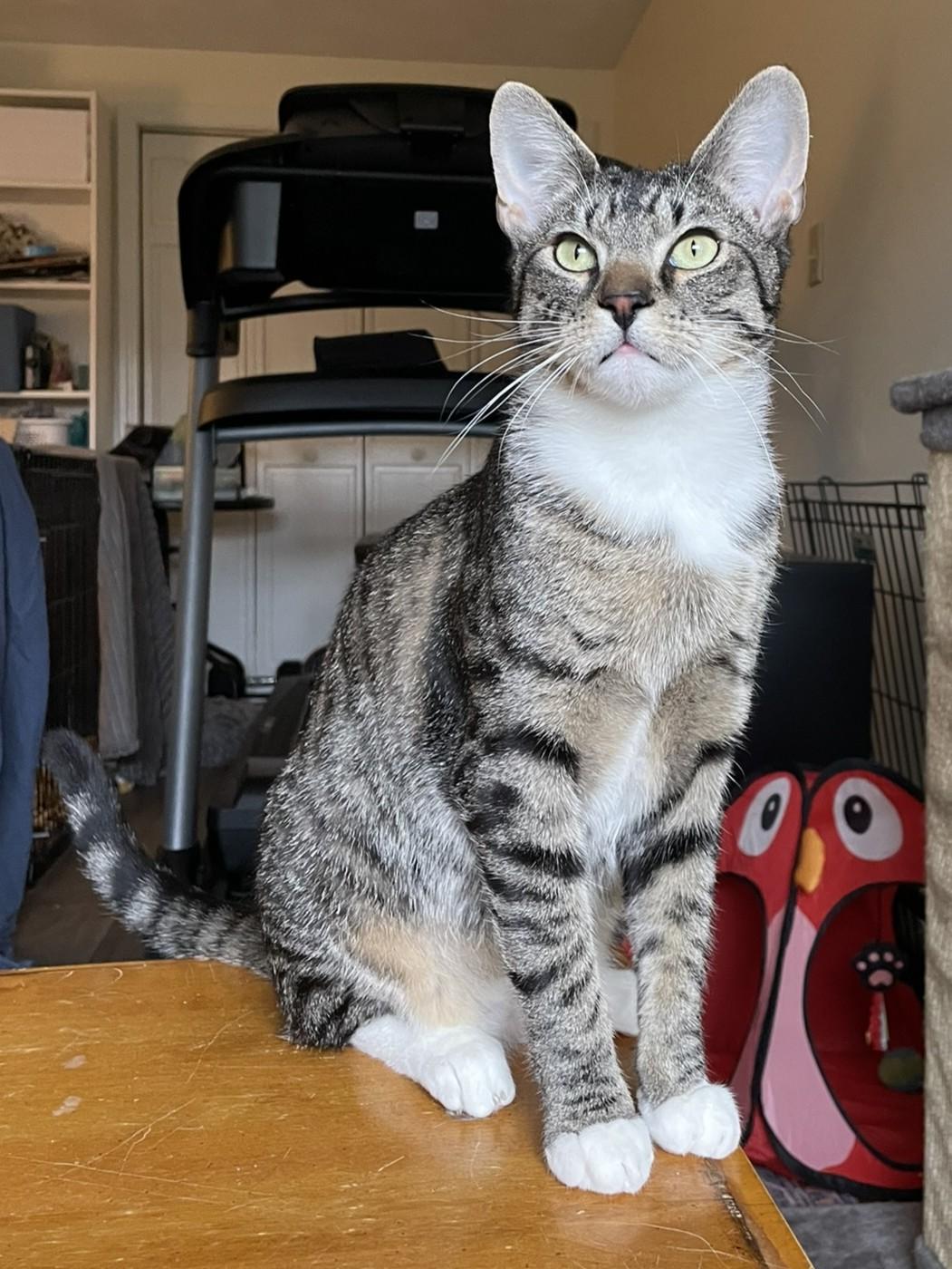 Enlarge Maxine, an adopted Domestic Short Hair in Roslindale, MA image 3/4