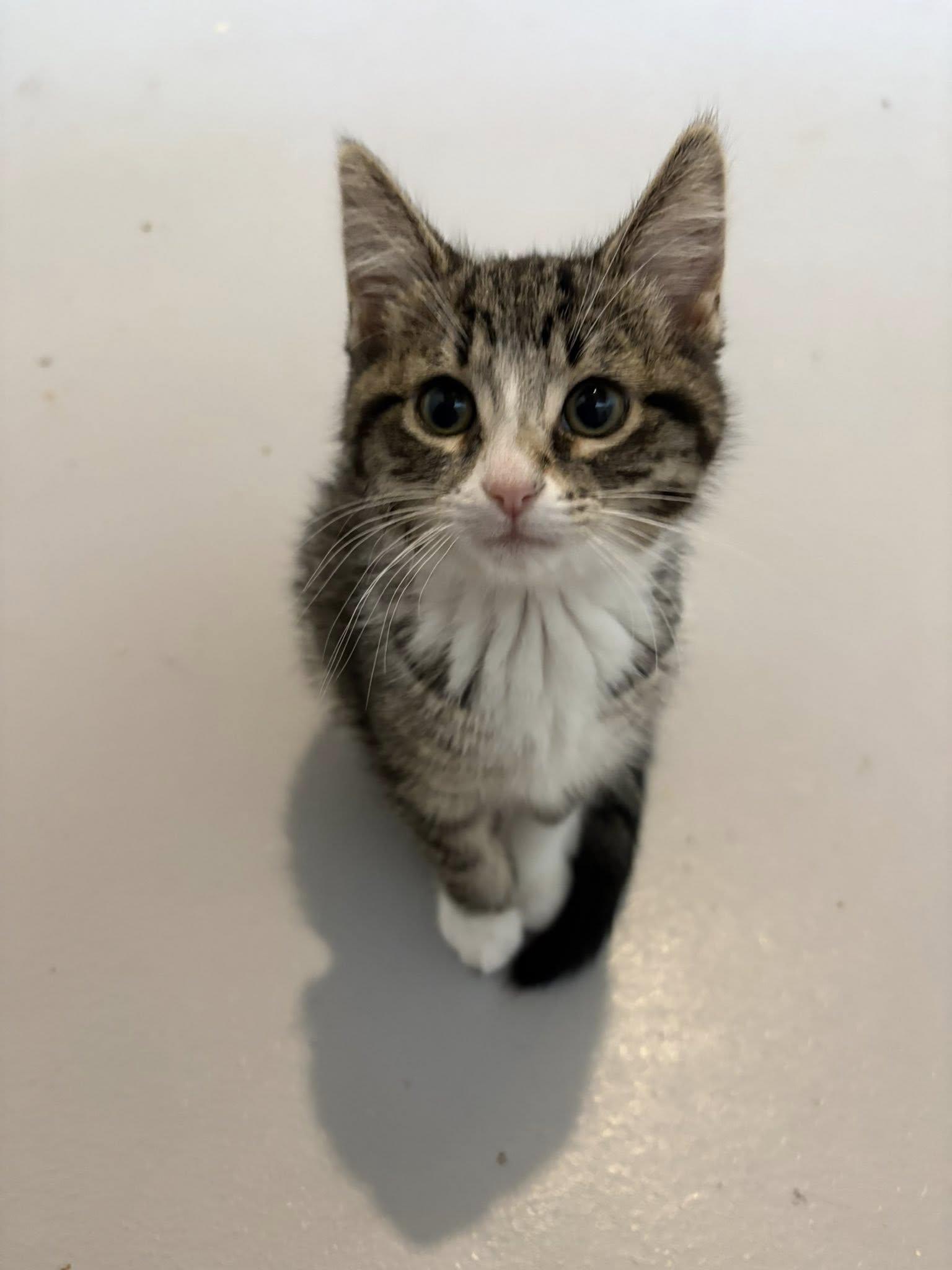Enlarge Bianca, a Adoptable Domestic Short Hair in Orleans, ON image 1/3