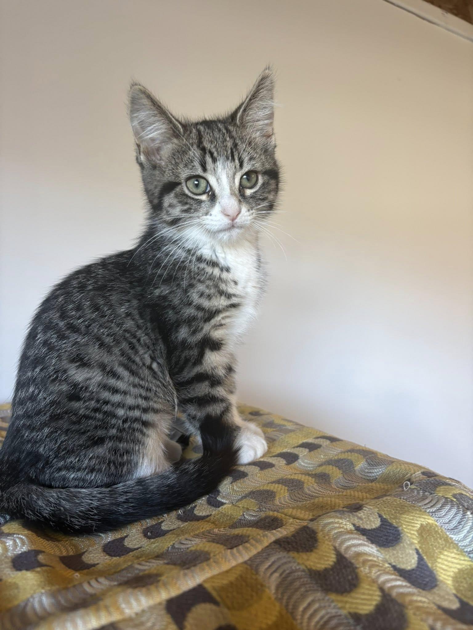 Enlarge Bianca, a Adoptable Domestic Short Hair in Orleans, ON image 2/3