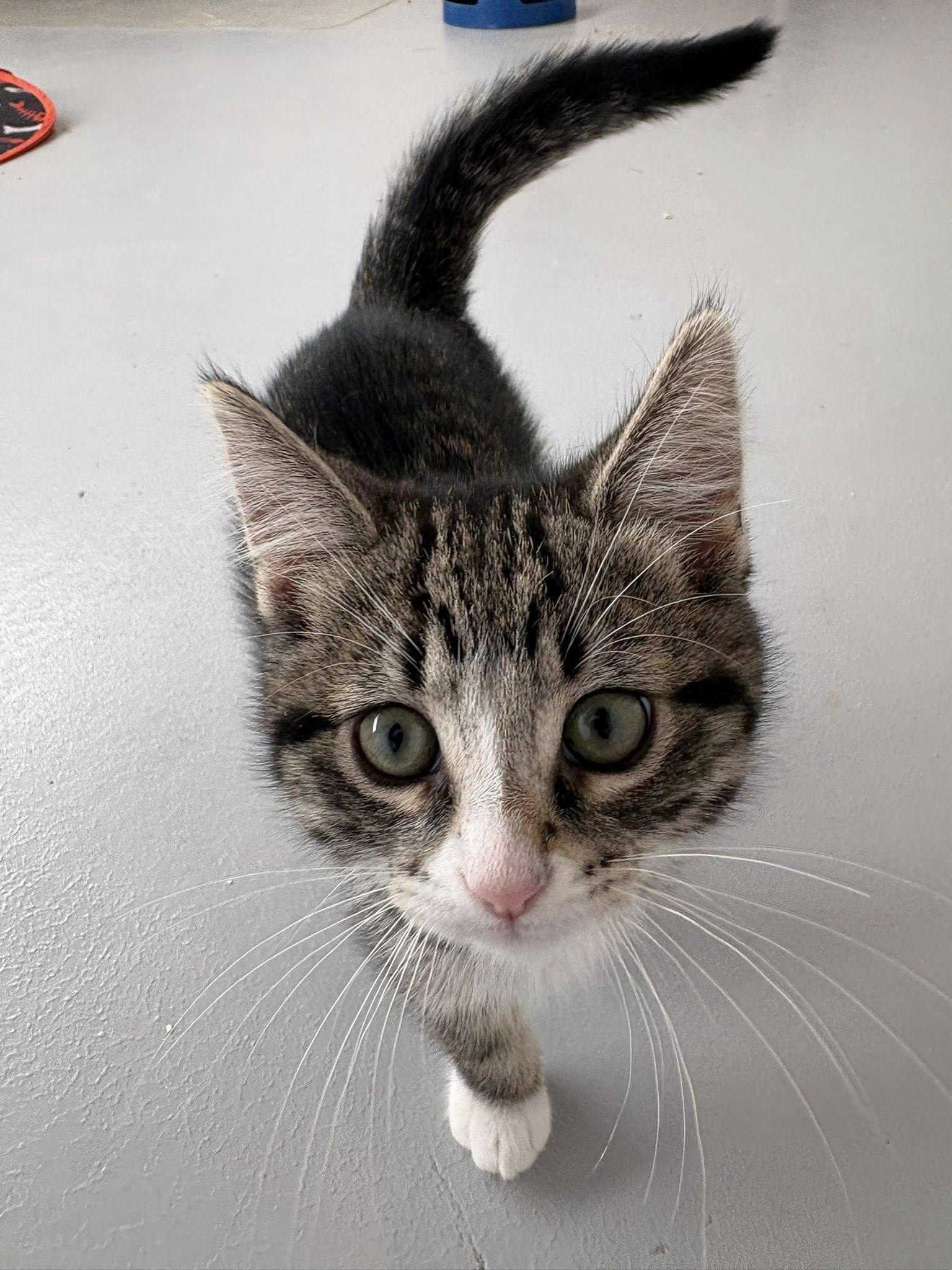 Enlarge Bianca, a Adoptable Domestic Short Hair in Orleans, ON image 3/3
