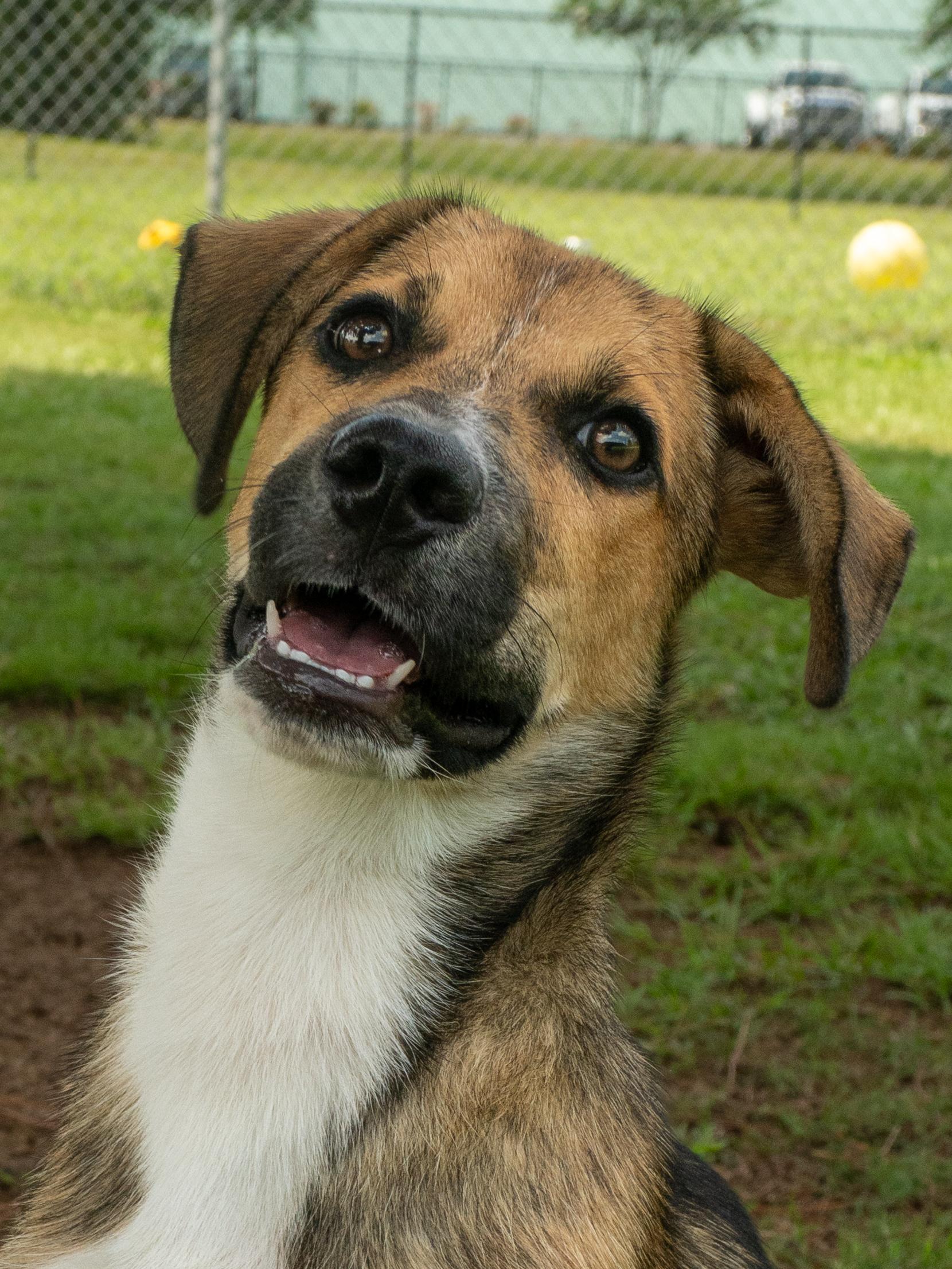 Chex, Adopted, Young Male Mixed Breed.