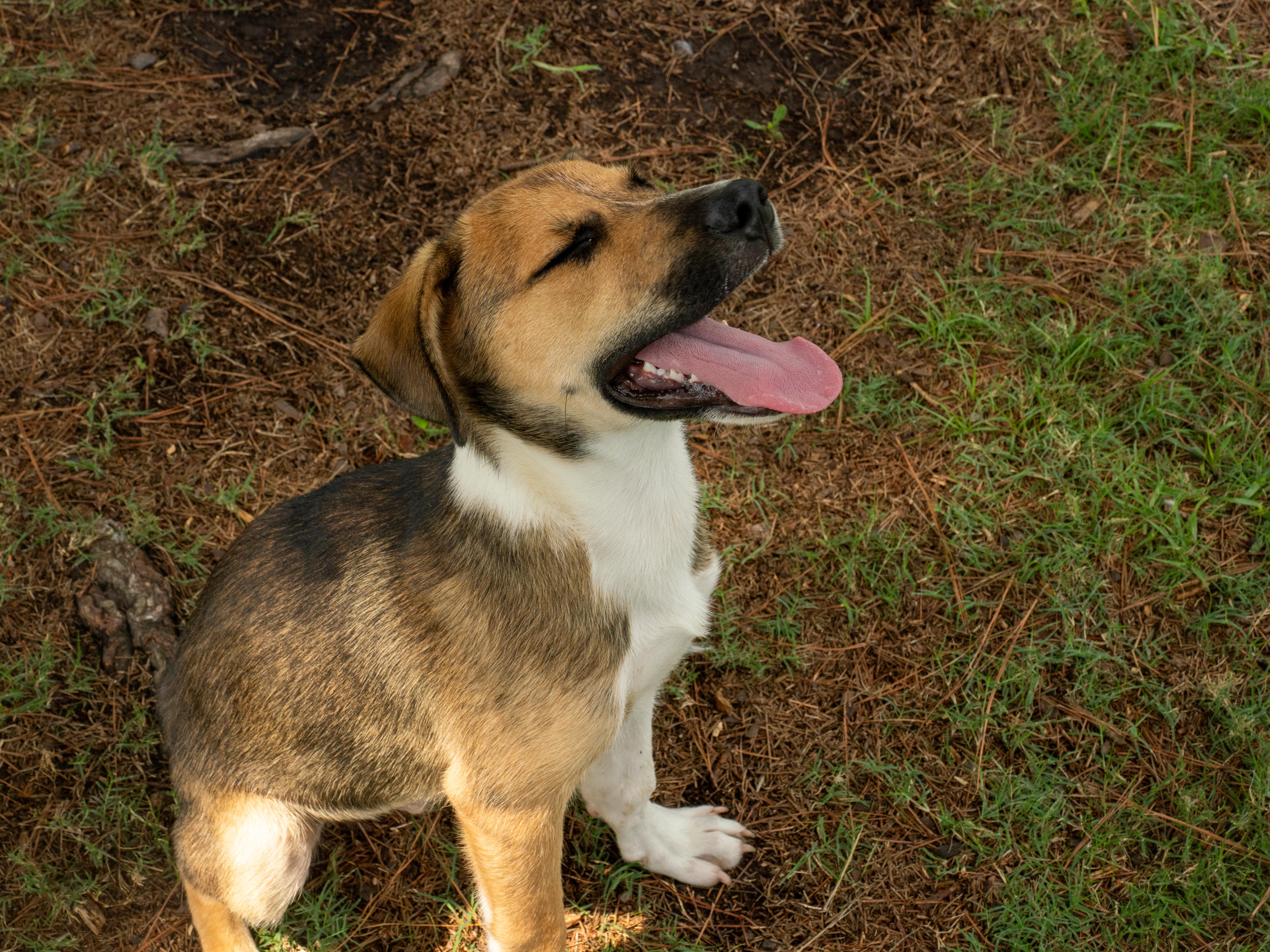 Enlarge Chex, a Adopted Mixed Breed in Myrtle Beach, SC image 4/4