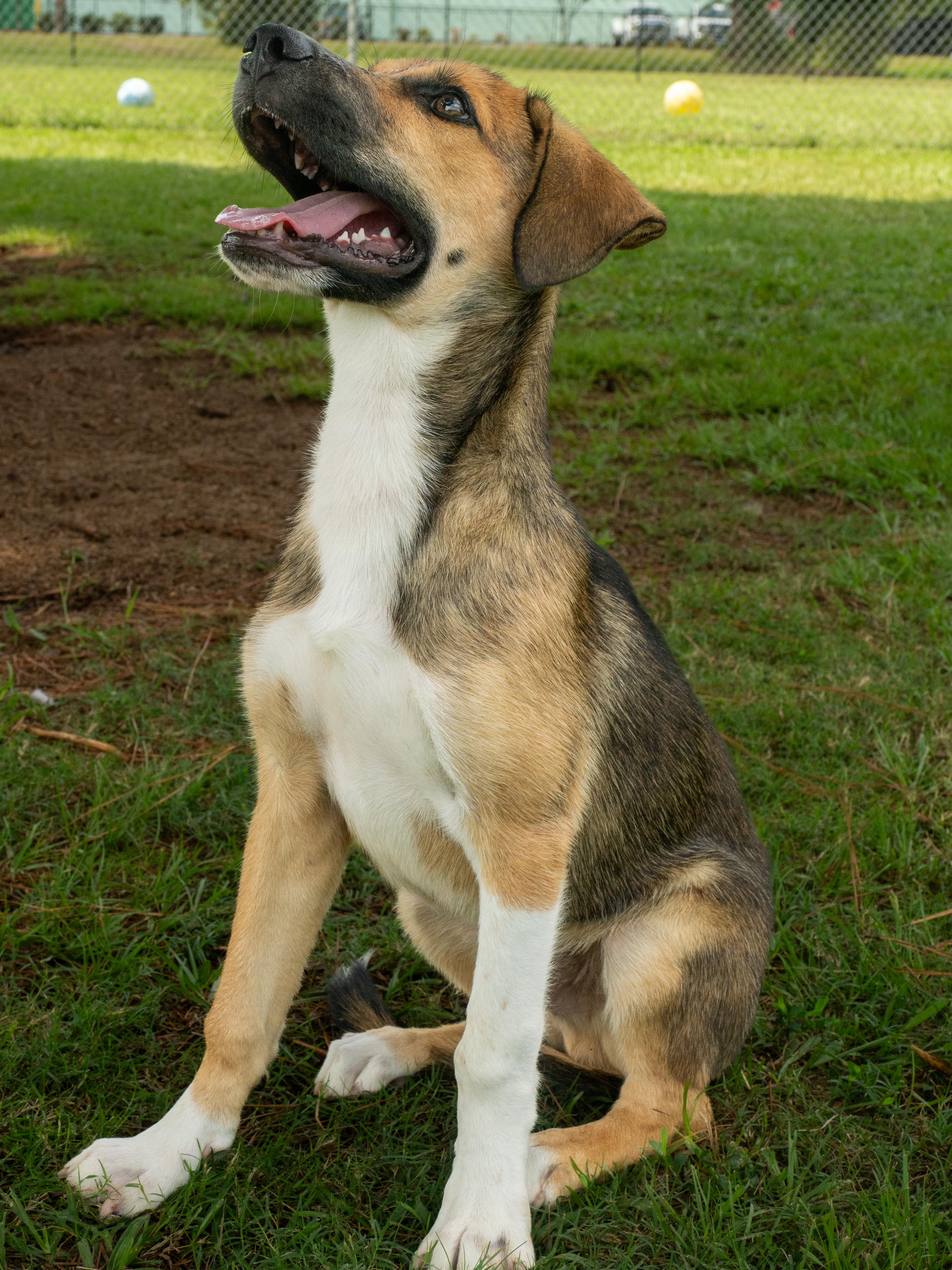 Enlarge Chex, a Adopted Mixed Breed in Myrtle Beach, SC image 2/4