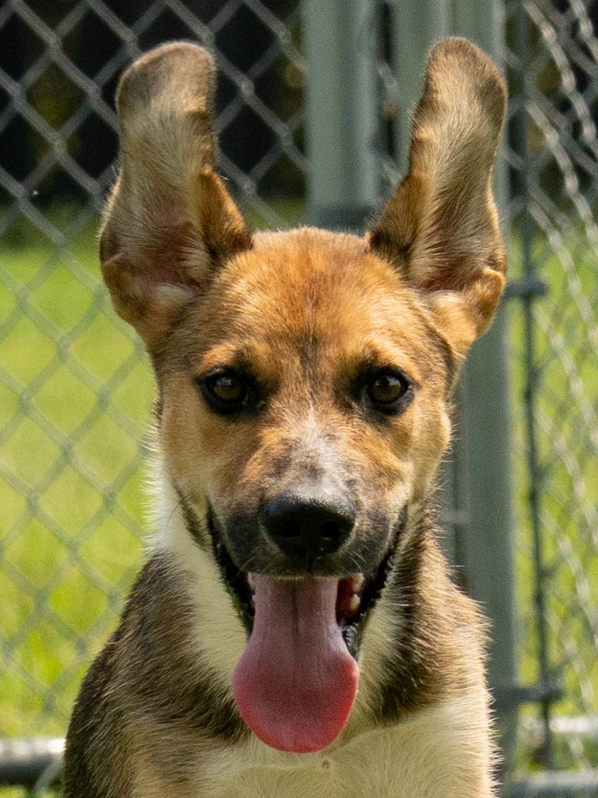 Enlarge Chex, a Adopted Mixed Breed in Myrtle Beach, SC image 3/4